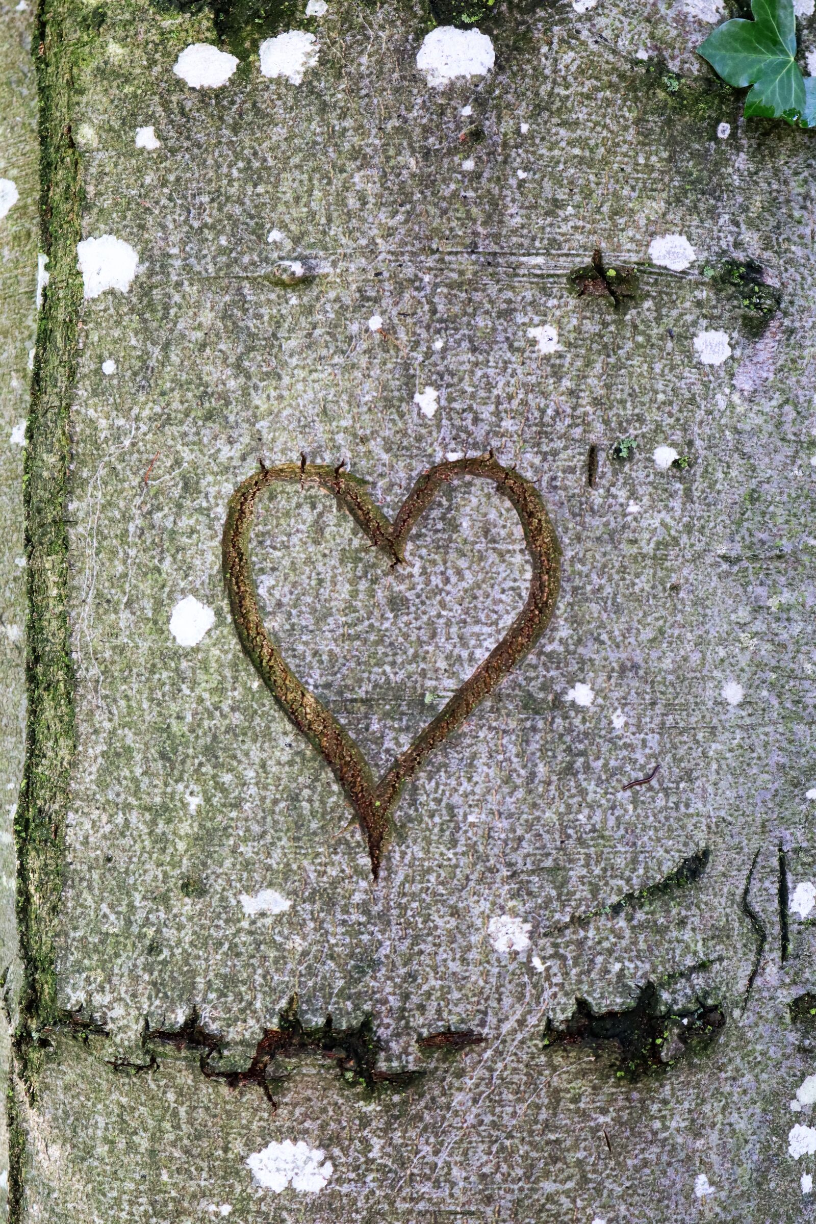 Canon EOS M50 (EOS Kiss M) sample photo. Log, tree, bark photography