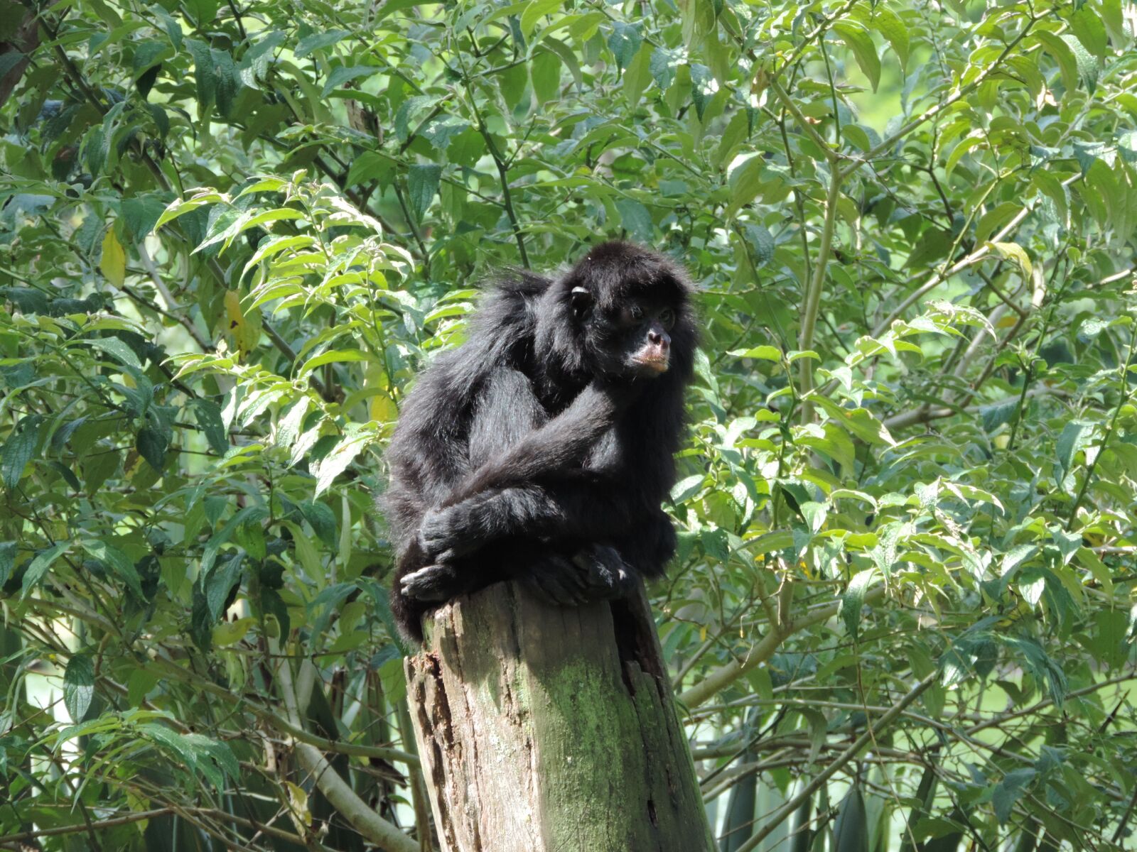 Nikon Coolpix P520 sample photo. Monkey, trunk, animals photography