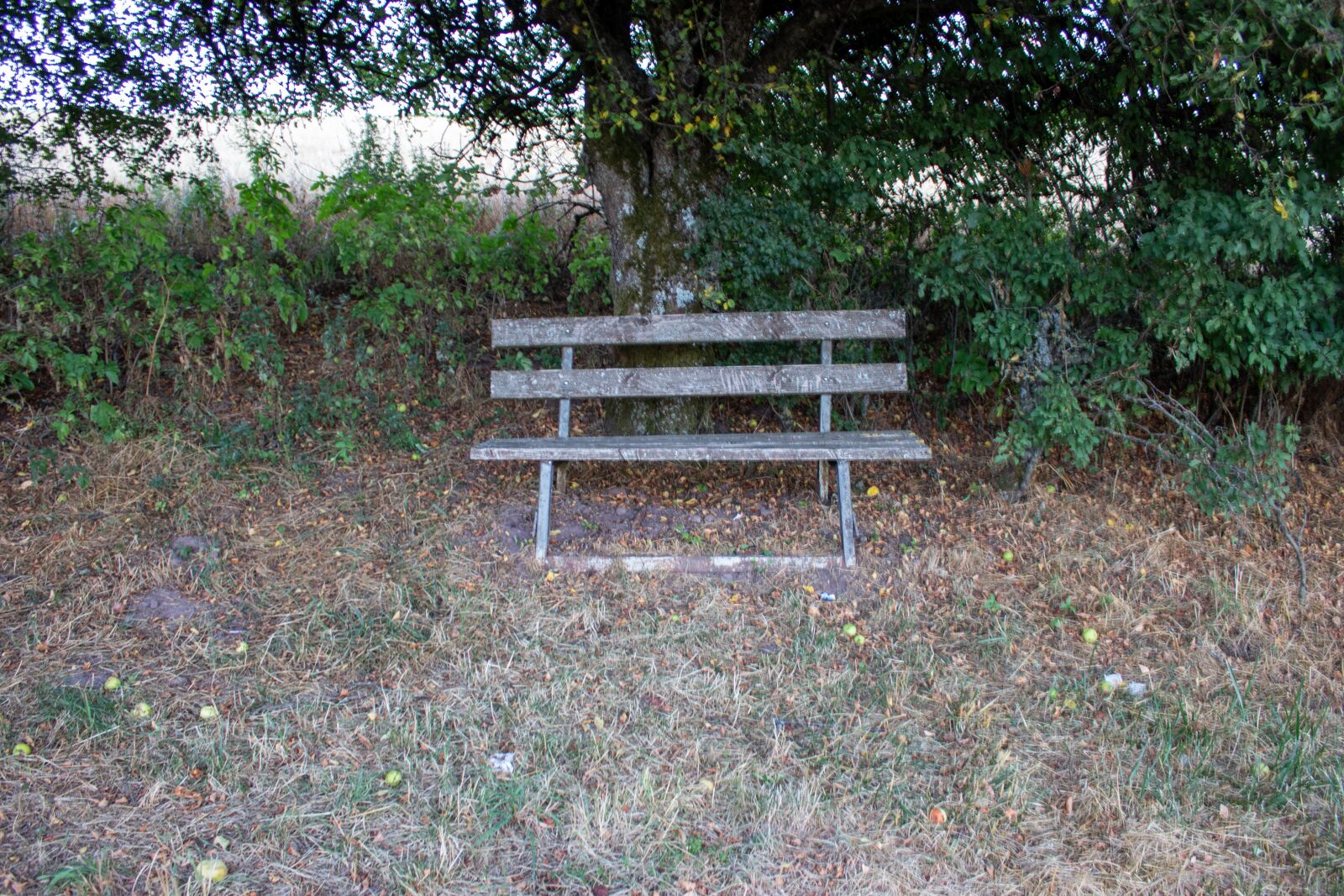 Canon EOS 200D (EOS Rebel SL2 / EOS Kiss X9) sample photo. Bank, sit, nature photography