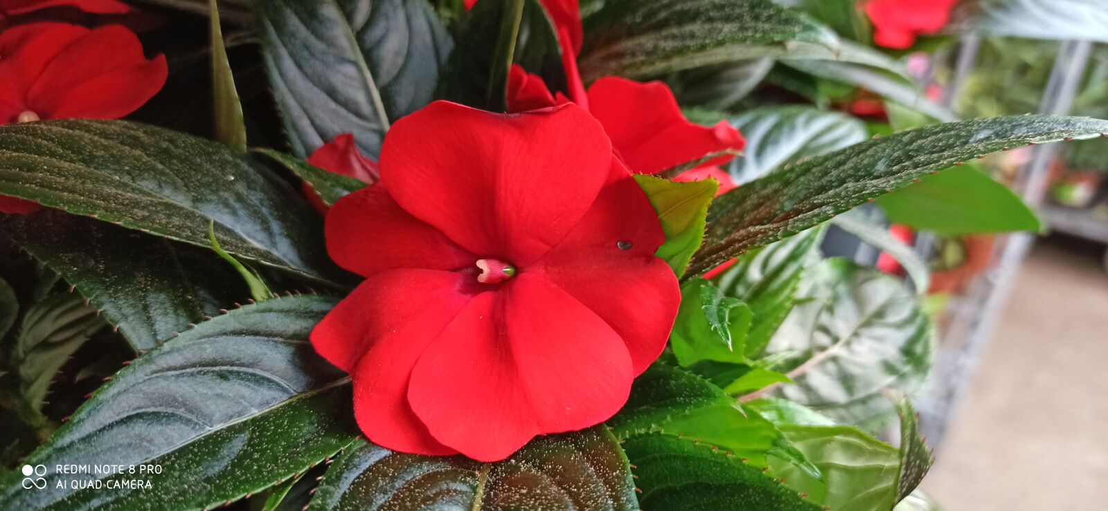 Xiaomi Redmi Note 8 Pro sample photo. Natural, flower, switzerland photography