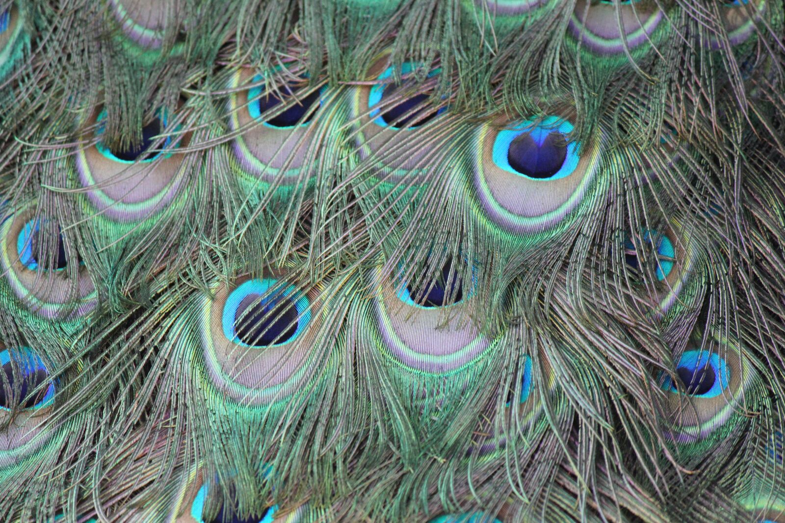 Canon EOS 500D (EOS Rebel T1i / EOS Kiss X3) sample photo. Peacock, feather, pattern photography