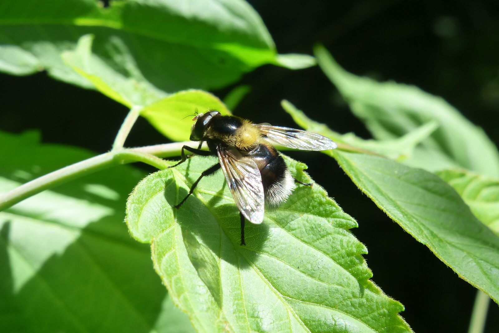 Panasonic Lumix DMC-FZ200 sample photo. Animals, invertebrates, insect photography