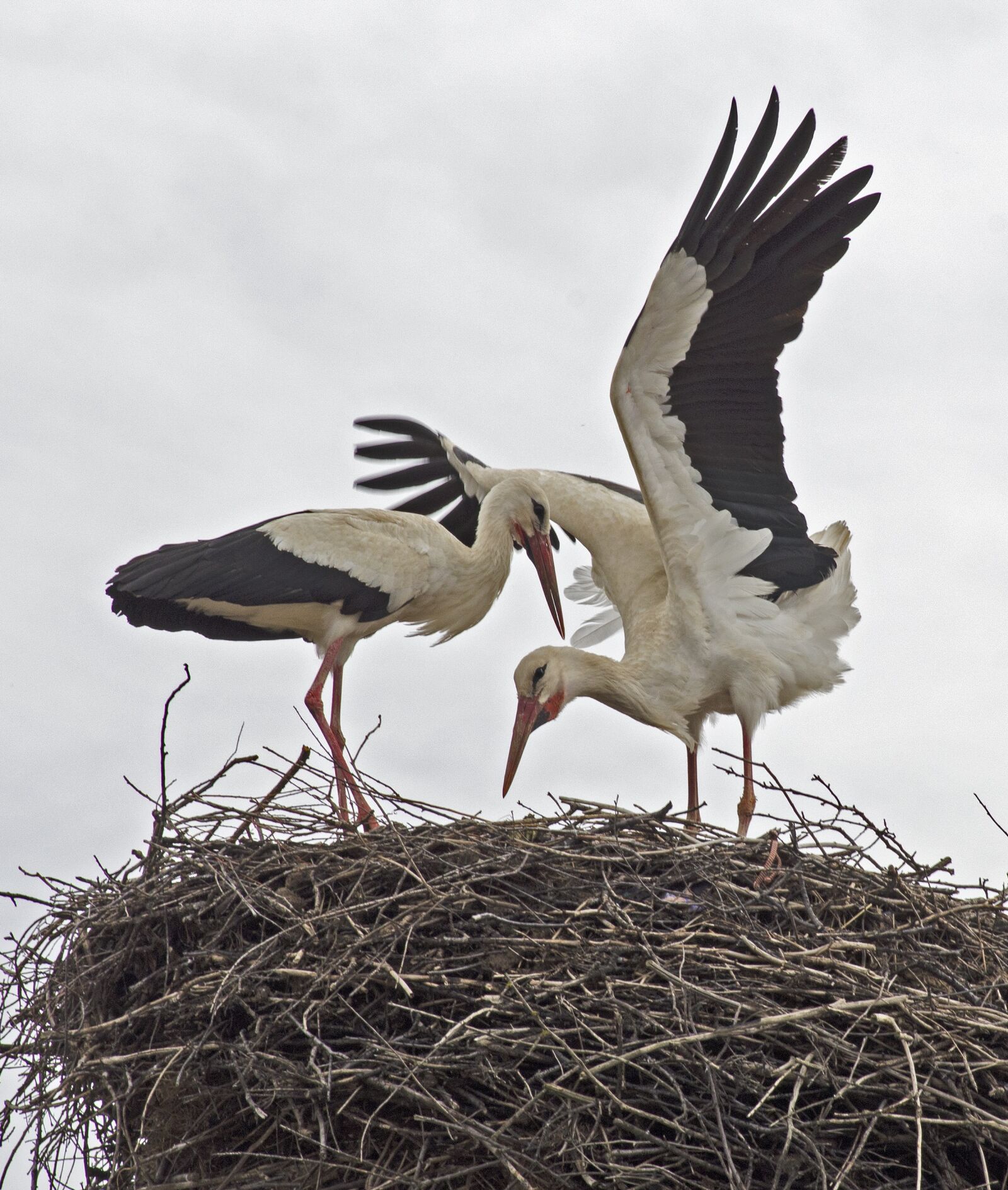 Nikon D5100 sample photo. Storks, bulgaria, birds photography