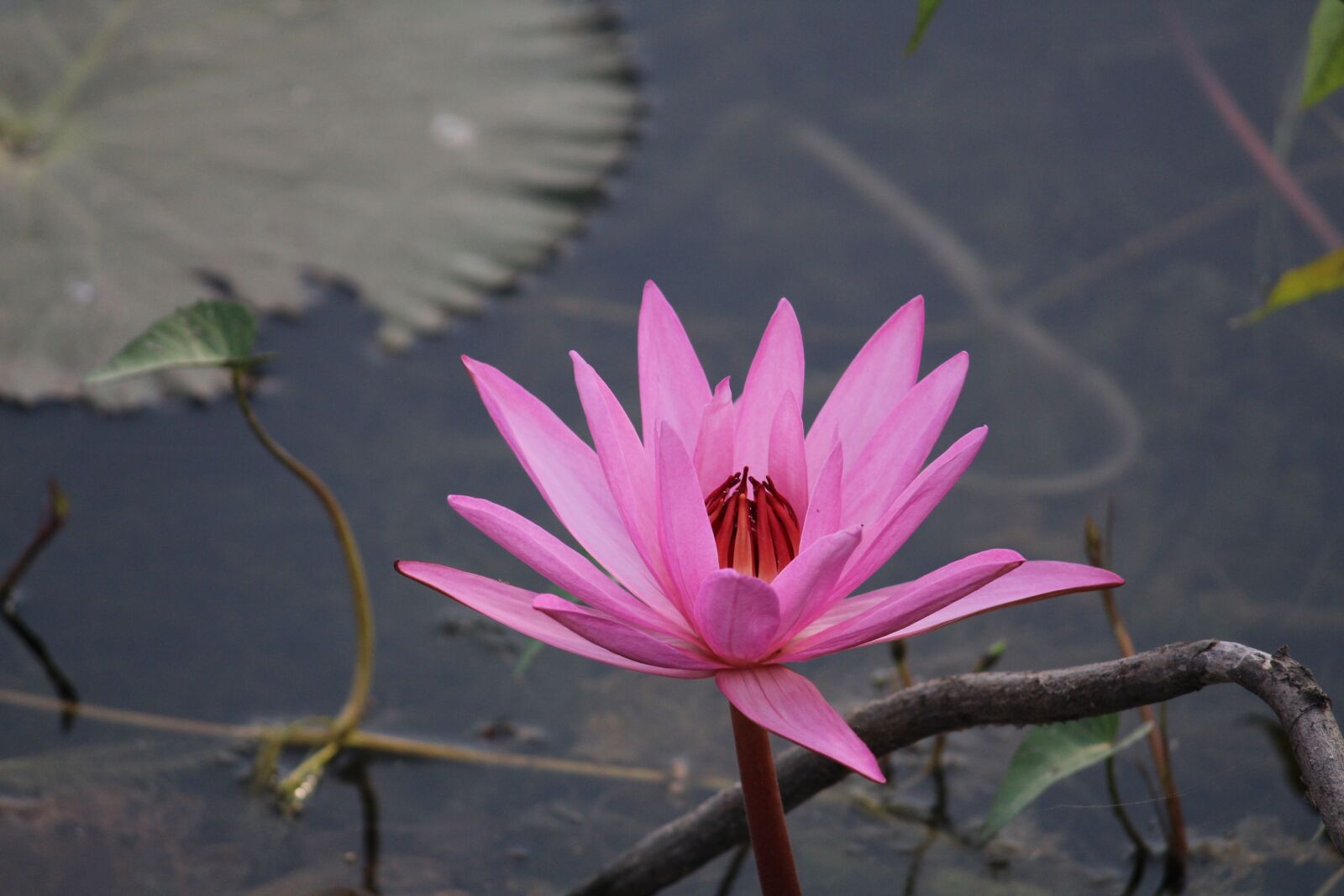 Canon EOS 1300D (EOS Rebel T6 / EOS Kiss X80) sample photo. Flower, lotus, pink photography
