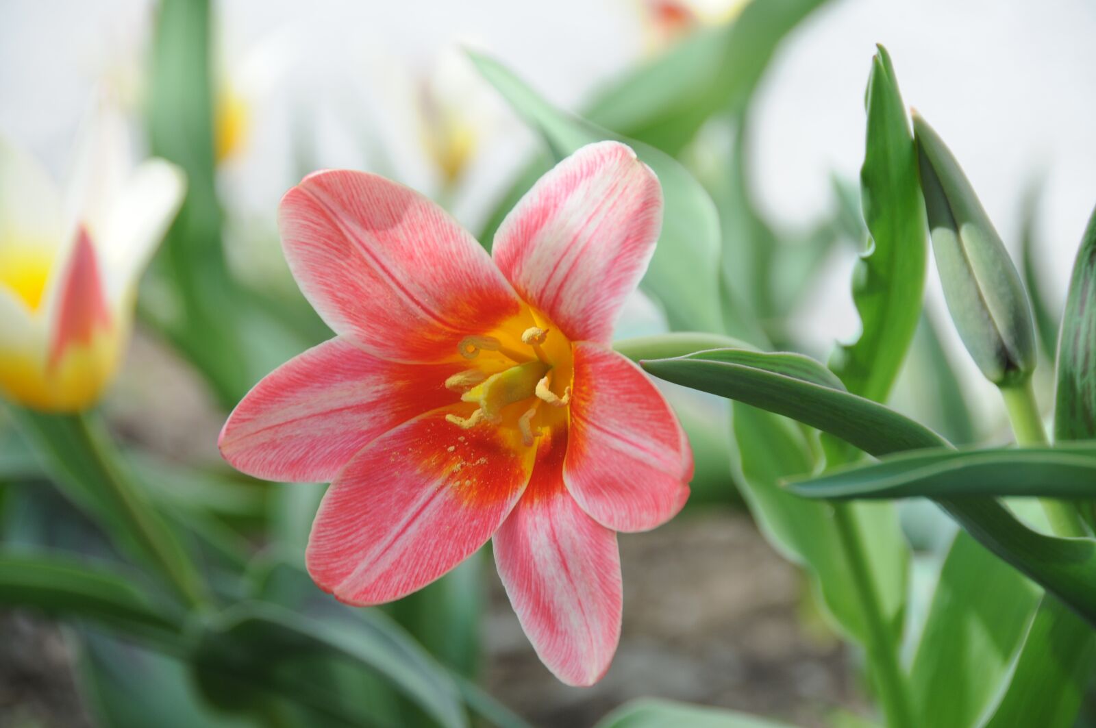 Nikon D300 sample photo. Tulip, flower, red photography