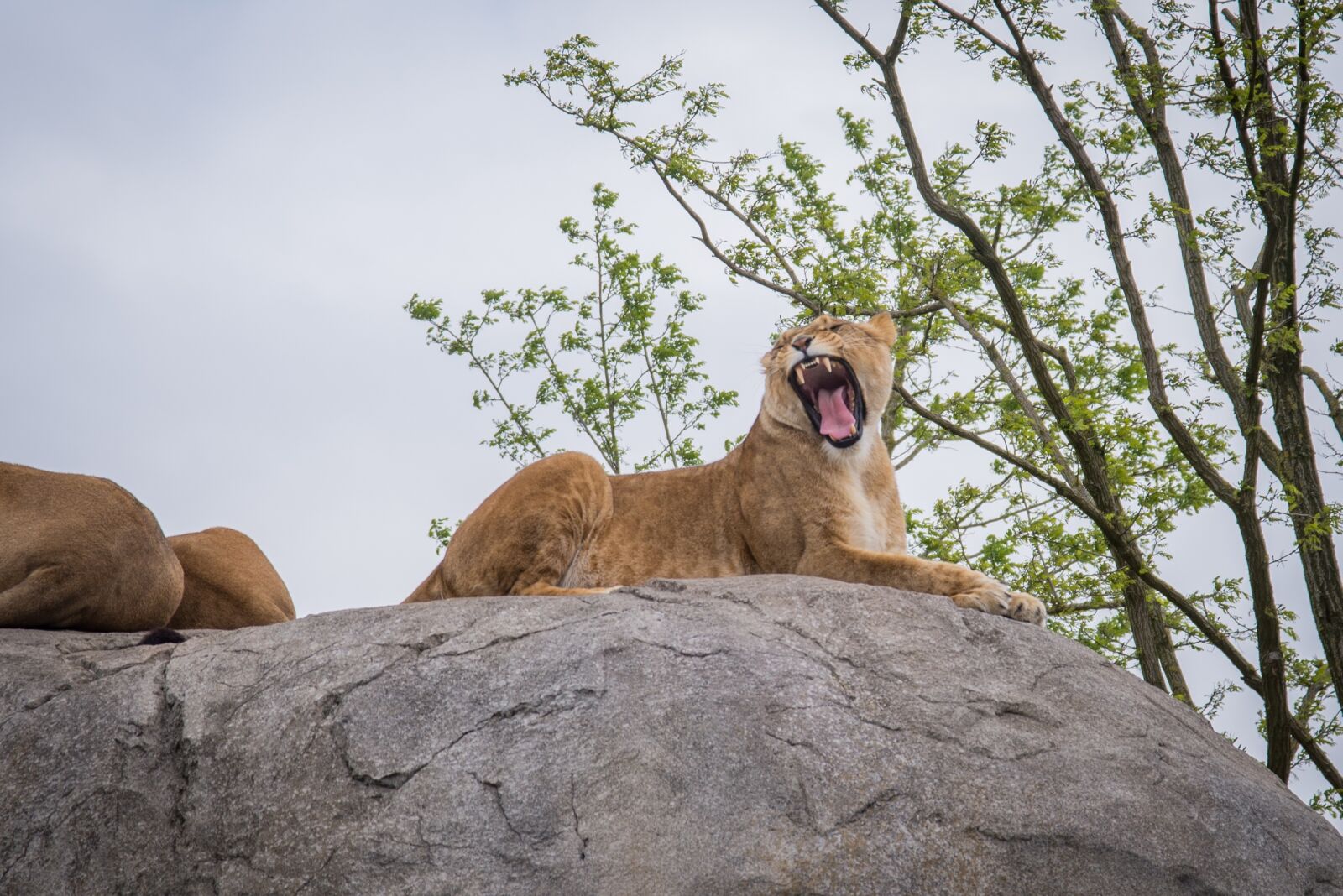 Nikon D600 sample photo. Lion, lioness, wild photography