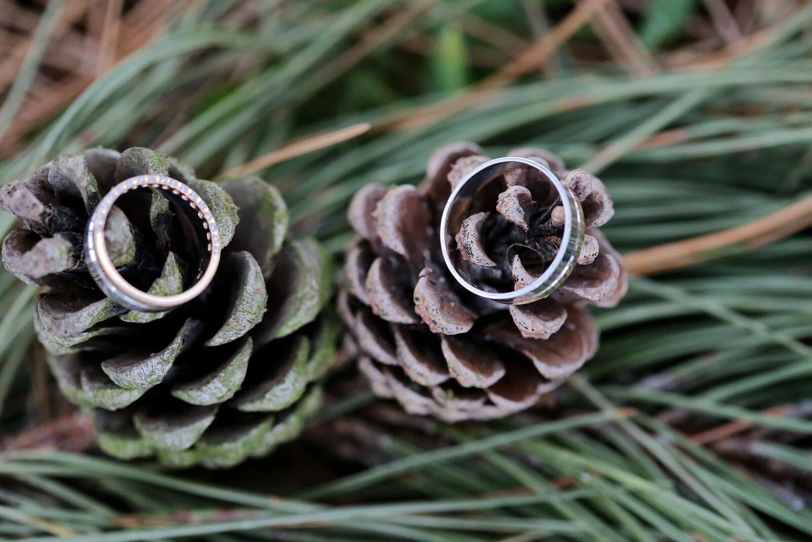 Canon EOS 5D Mark III + Canon EF 100mm F2.8 Macro USM sample photo. Conifers, green leaves, jewelry photography