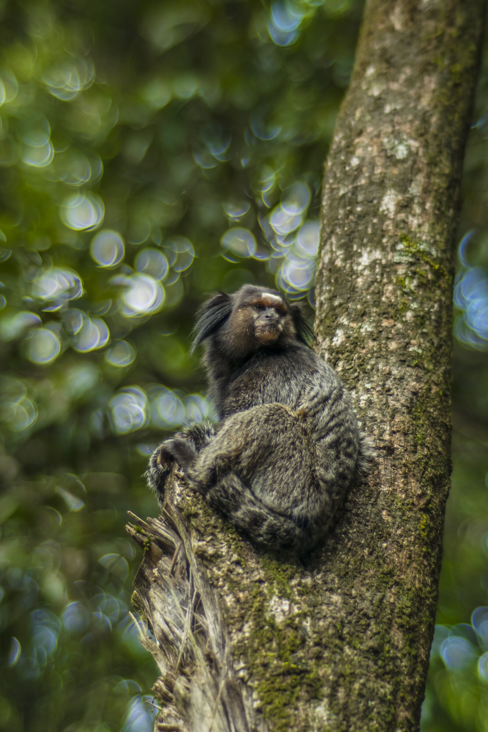 Nikon D3300 sample photo. Monkey, tree, animal photography