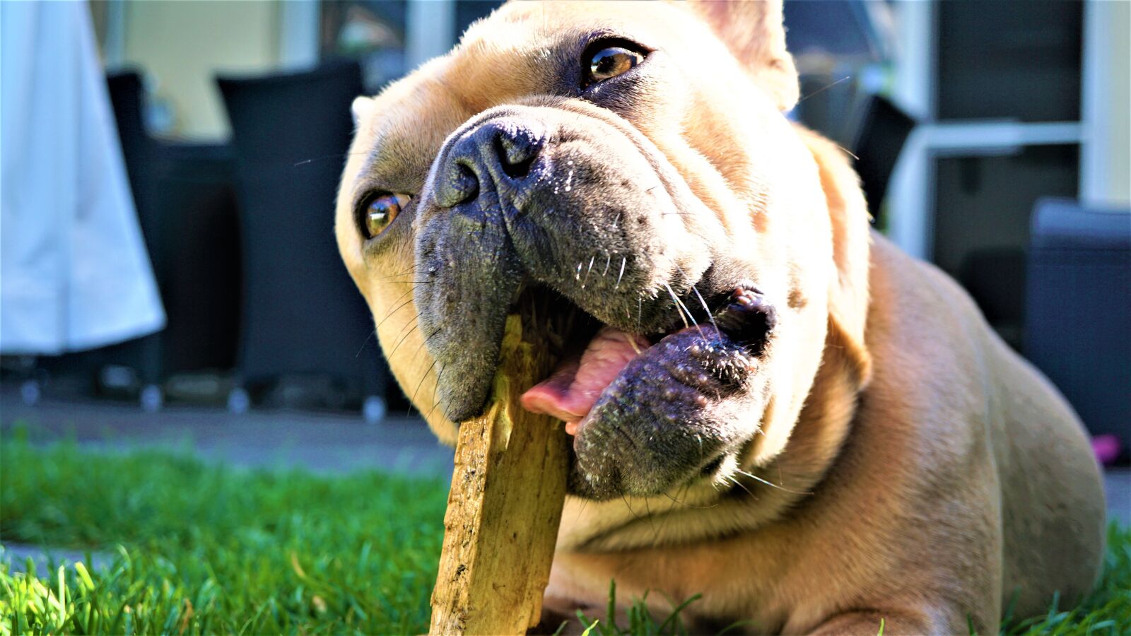 Sony E 30mm F3.5 Macro sample photo. French bulldog, wood, chew photography