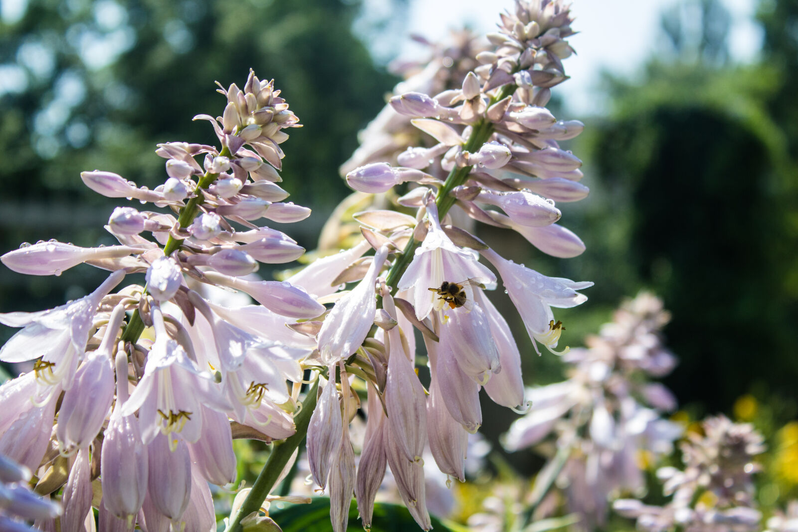 Canon EOS 1200D (EOS Rebel T5 / EOS Kiss X70 / EOS Hi) sample photo. Bee, flower, flowers, white photography