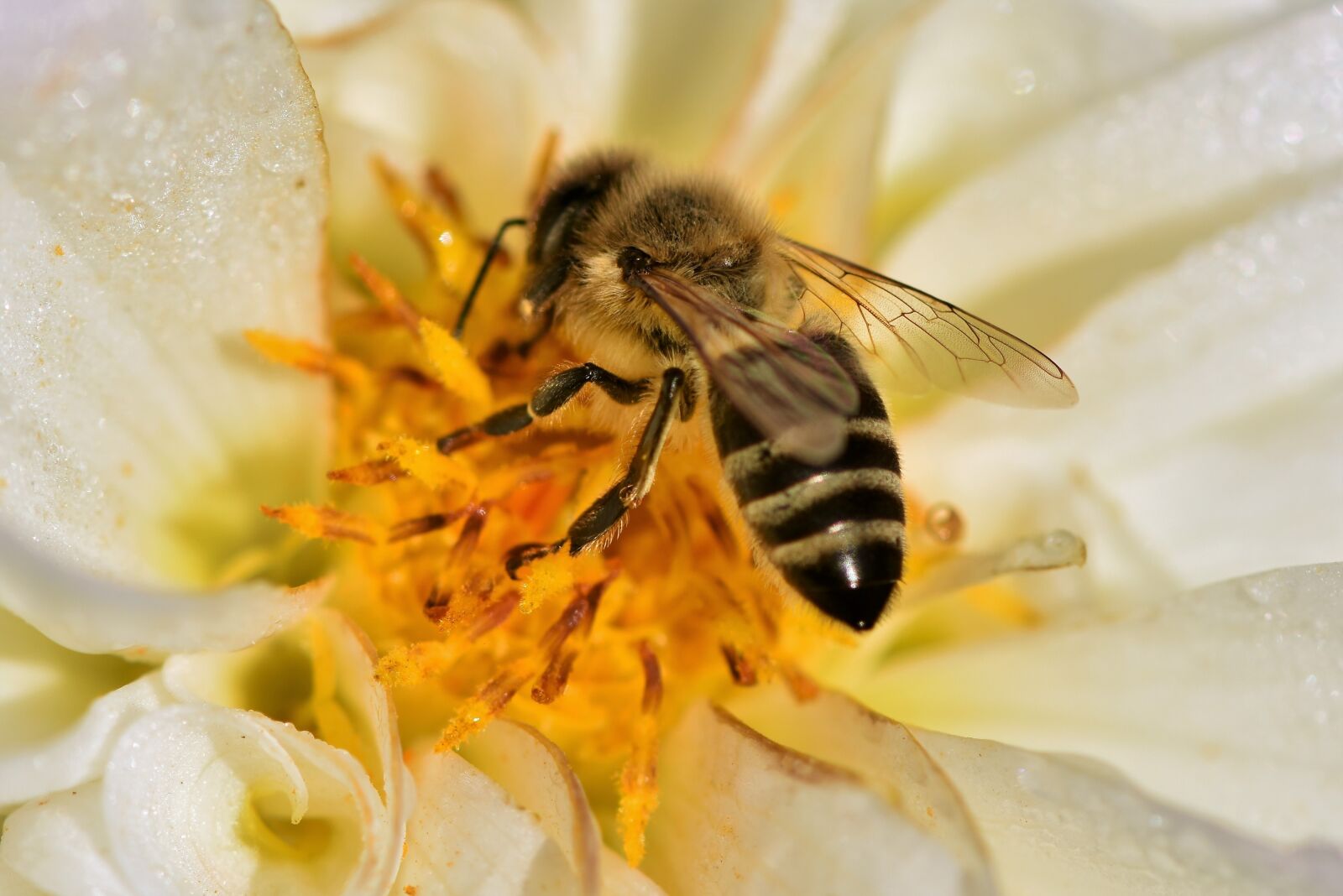 Nikon D7200 sample photo. Dahlia, blossom, bloom photography