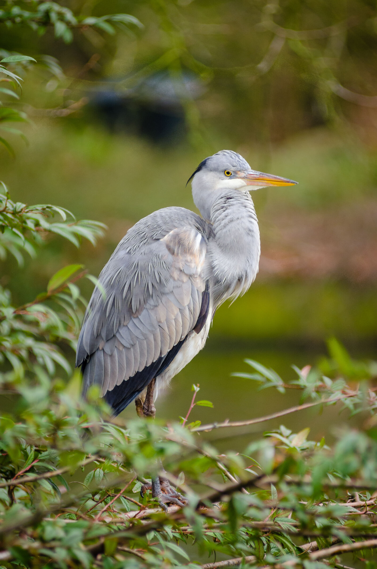 AF Zoom-Nikkor 80-200mm f/2.8 ED sample photo