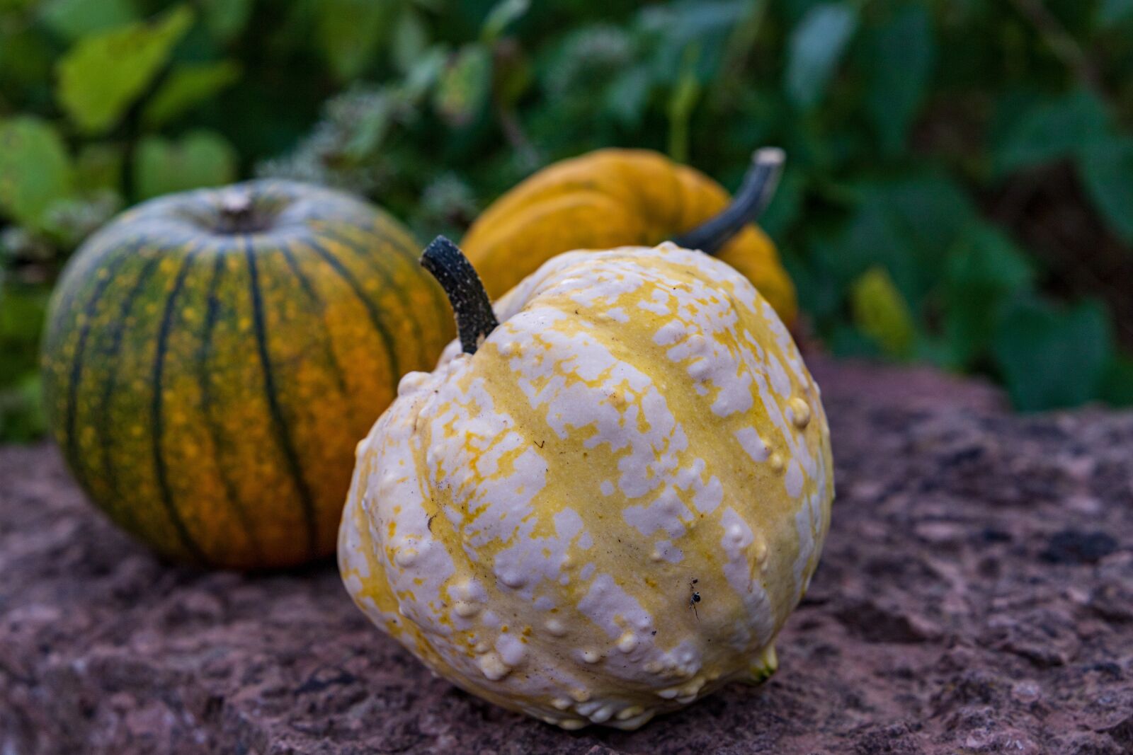 Canon EOS 6D Mark II sample photo. Pumpkin, fruits, autumn photography