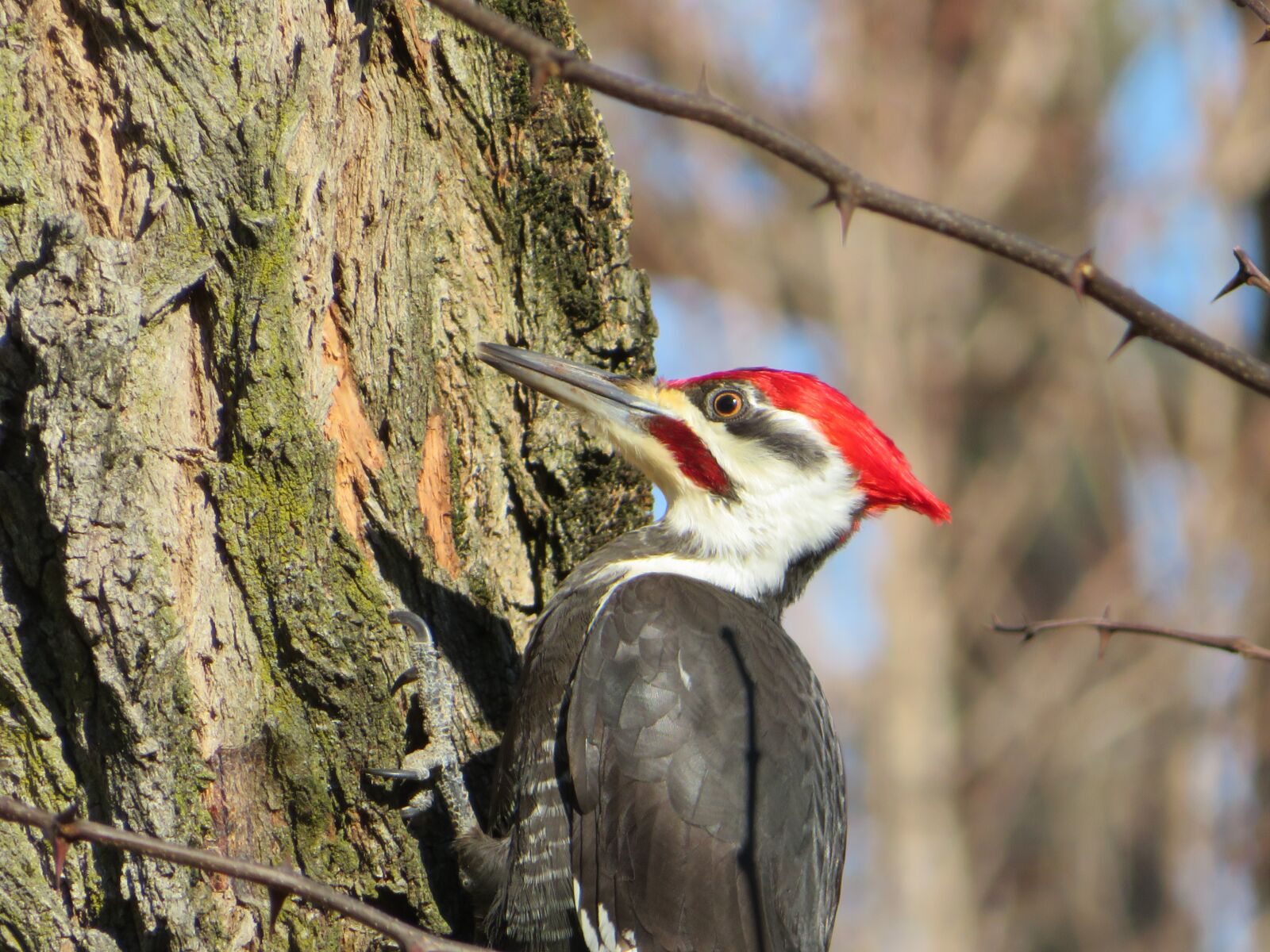 Canon PowerShot SX720 HS sample photo. Woodpecker, bird, feathers photography