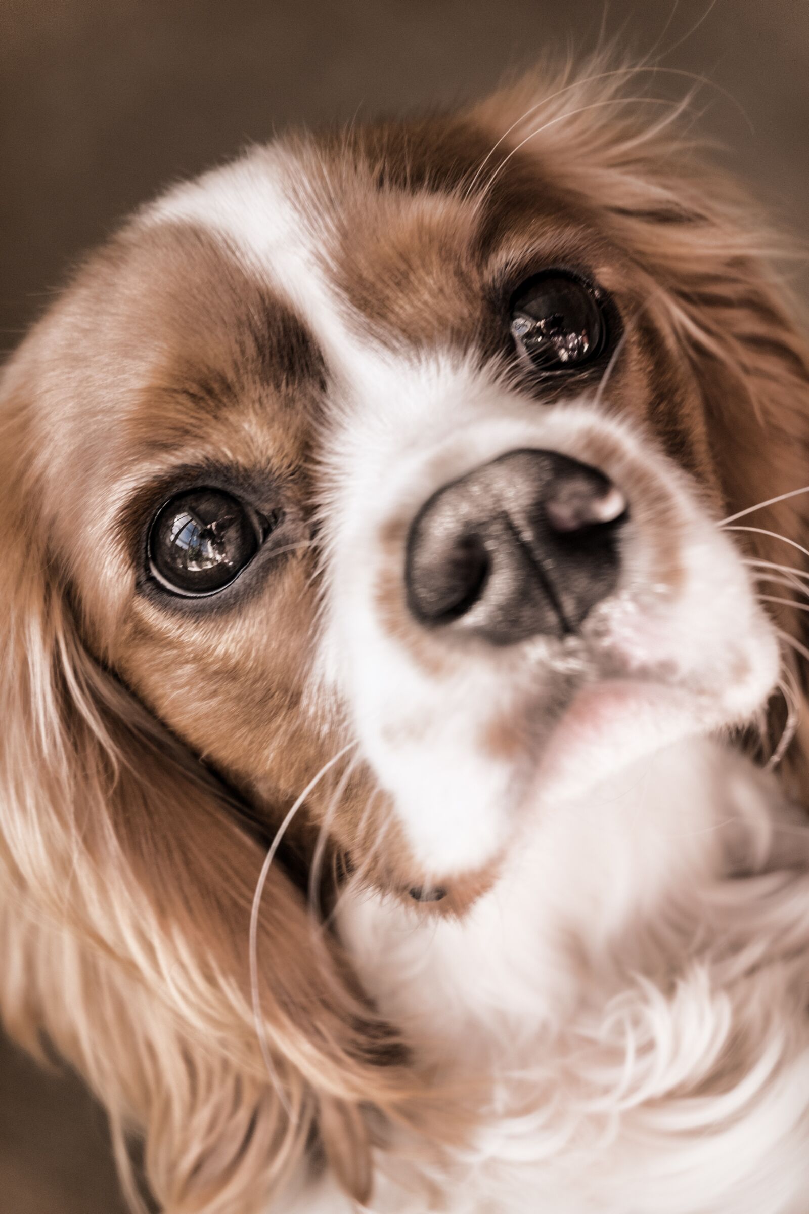 Fujifilm XC 16-50mm F3.5-5.6 OIS II sample photo. Dog, cavalier, king photography