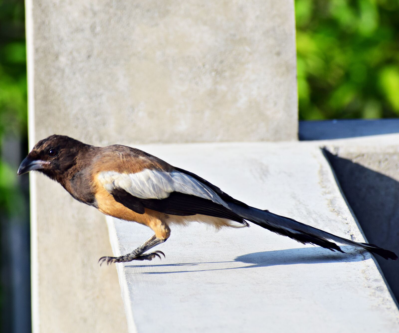 Nikon D3300 sample photo. Bird, sitting, nature photography