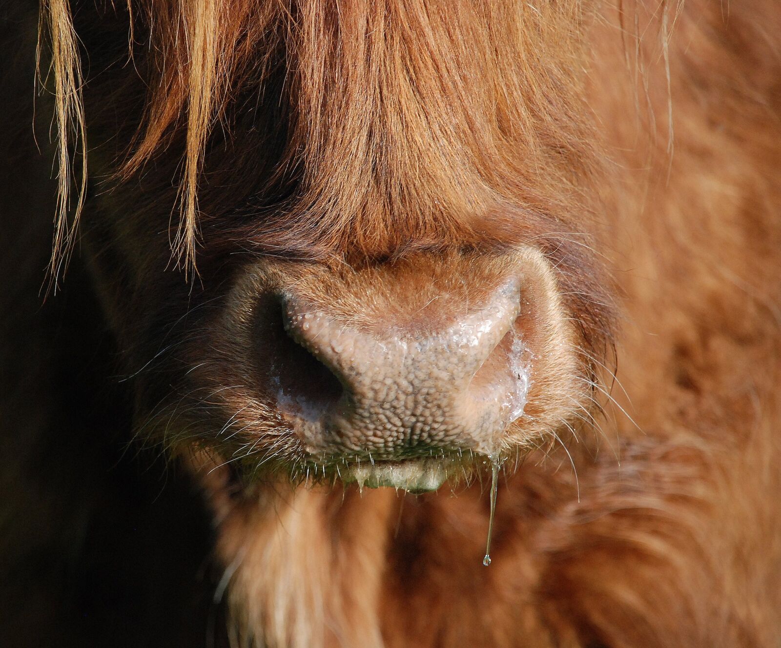 Nikon D80 sample photo. Beef, cow, highlandrind photography