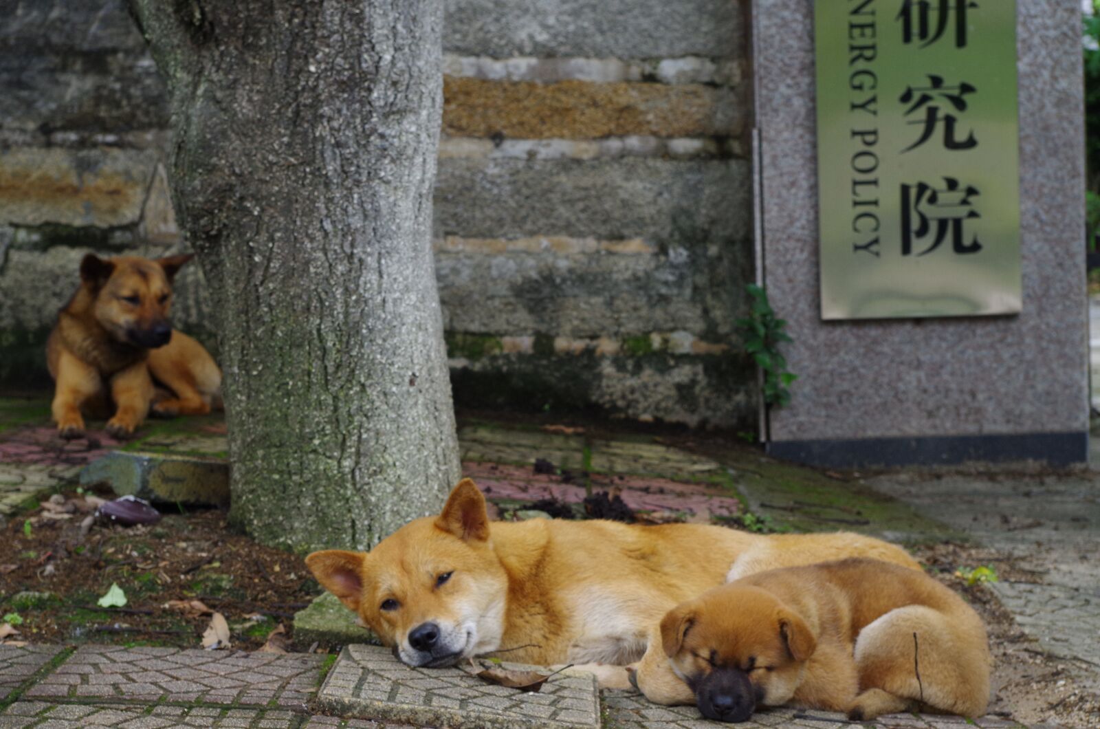 Pentax K-50 sample photo. Dog, mammal, animal photography