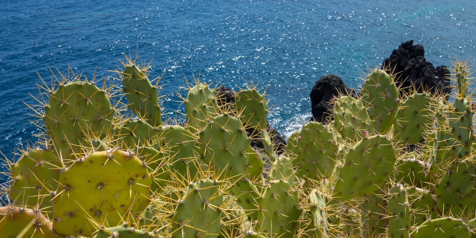 Sony Cyber-shot DSC-RX100 sample photo. Cactus, sea, canary islands photography