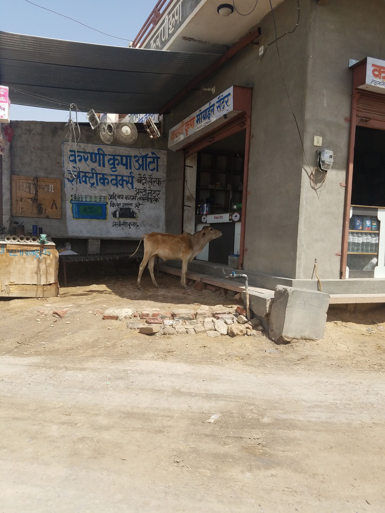 Samsung Galaxy S7 sample photo. India, cow, rural photography