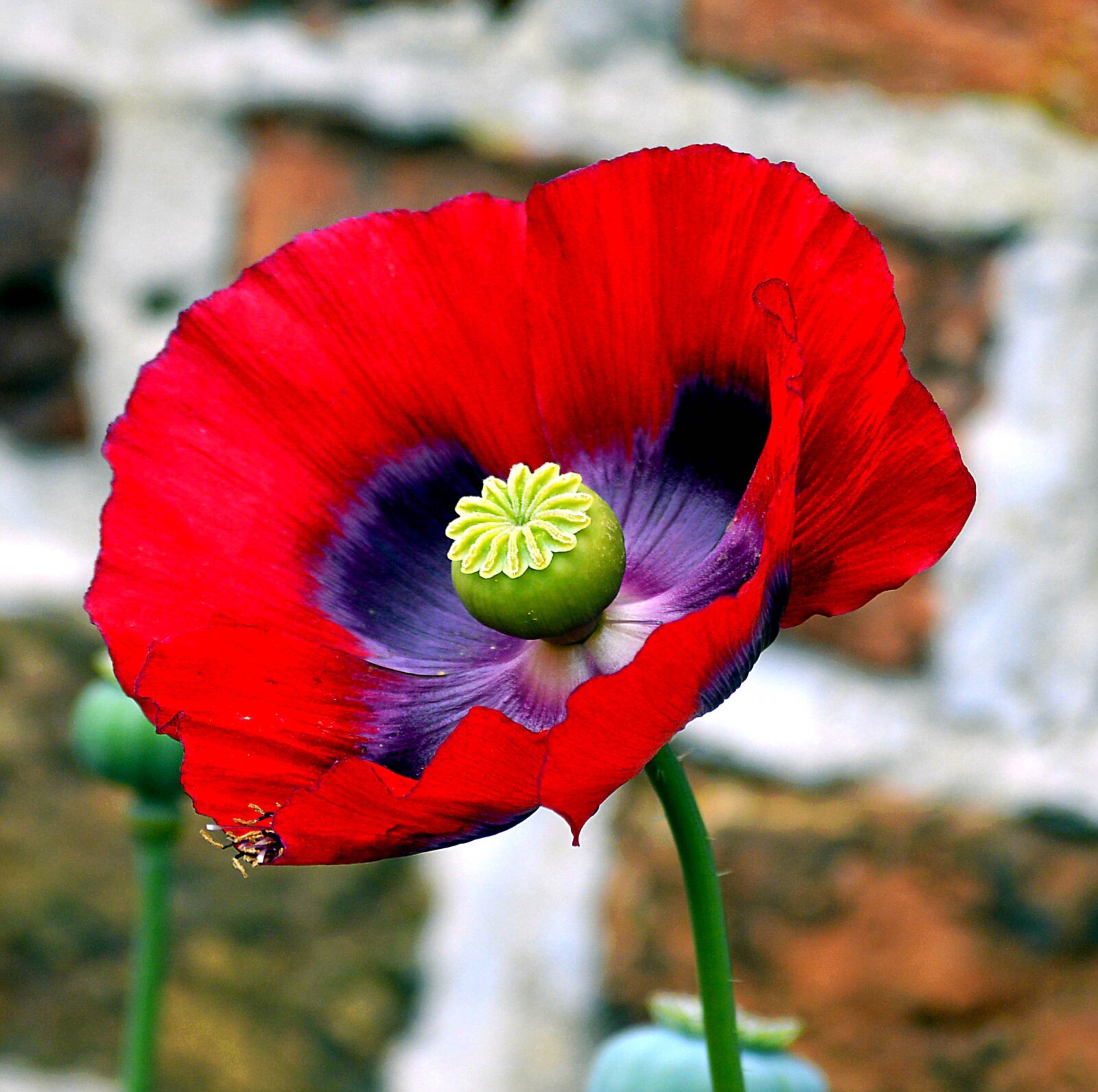 Nikon D3200 sample photo. Opium poppy, poppy, poppy photography