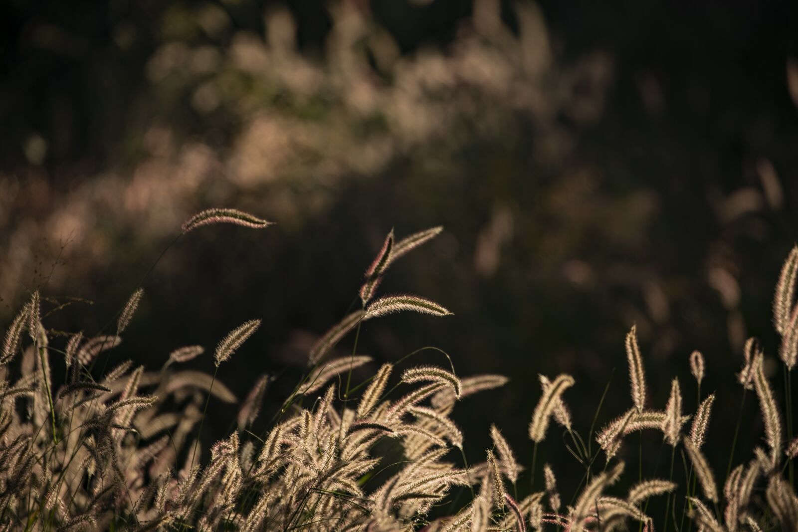 Canon EOS-1D X Mark II sample photo. Grass, evening sun, sunset photography