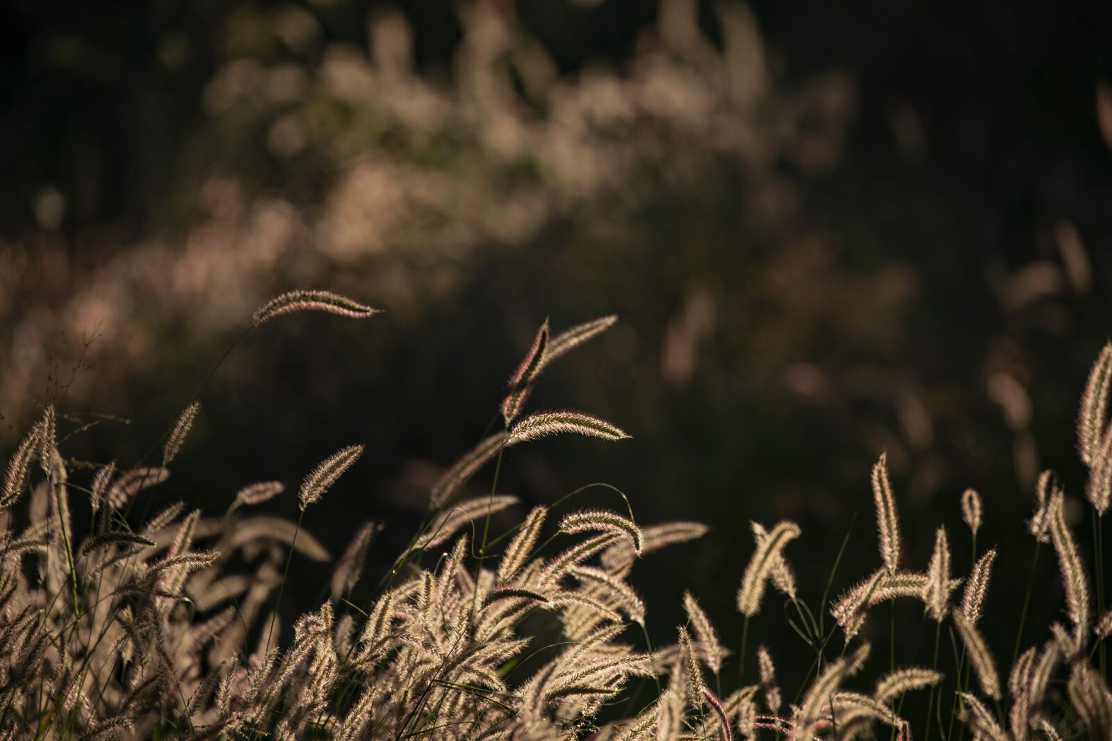 Canon EOS-1D X Mark II + Canon EF 100-400mm F4.5-5.6L IS II USM sample photo. Grass, evening sun, sunset photography