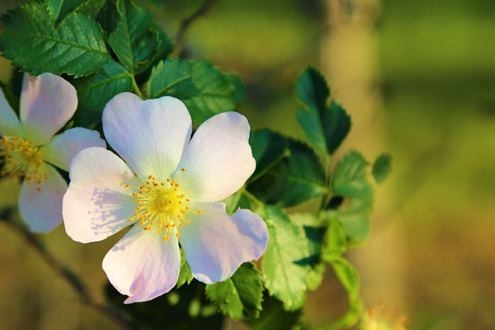Canon EF 24-105mm F4L IS USM sample photo. Flower, spring, rosehip photography