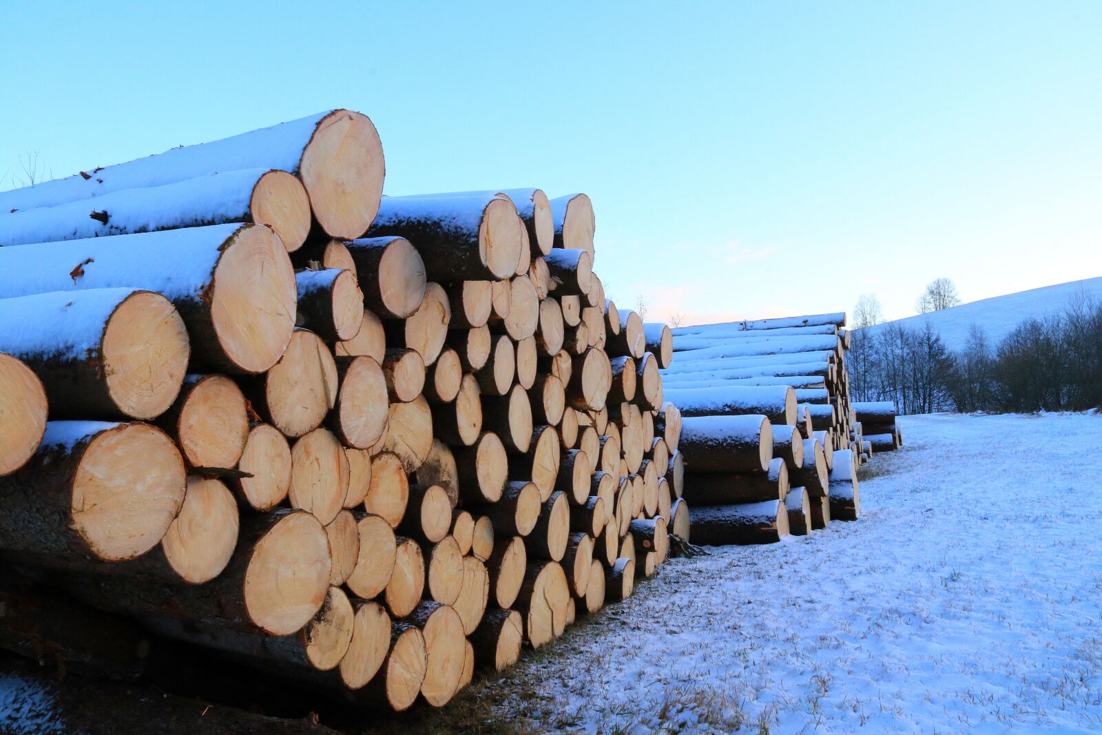 Canon EF-S 18-200mm F3.5-5.6 IS sample photo. Timber industry, tree trunks photography
