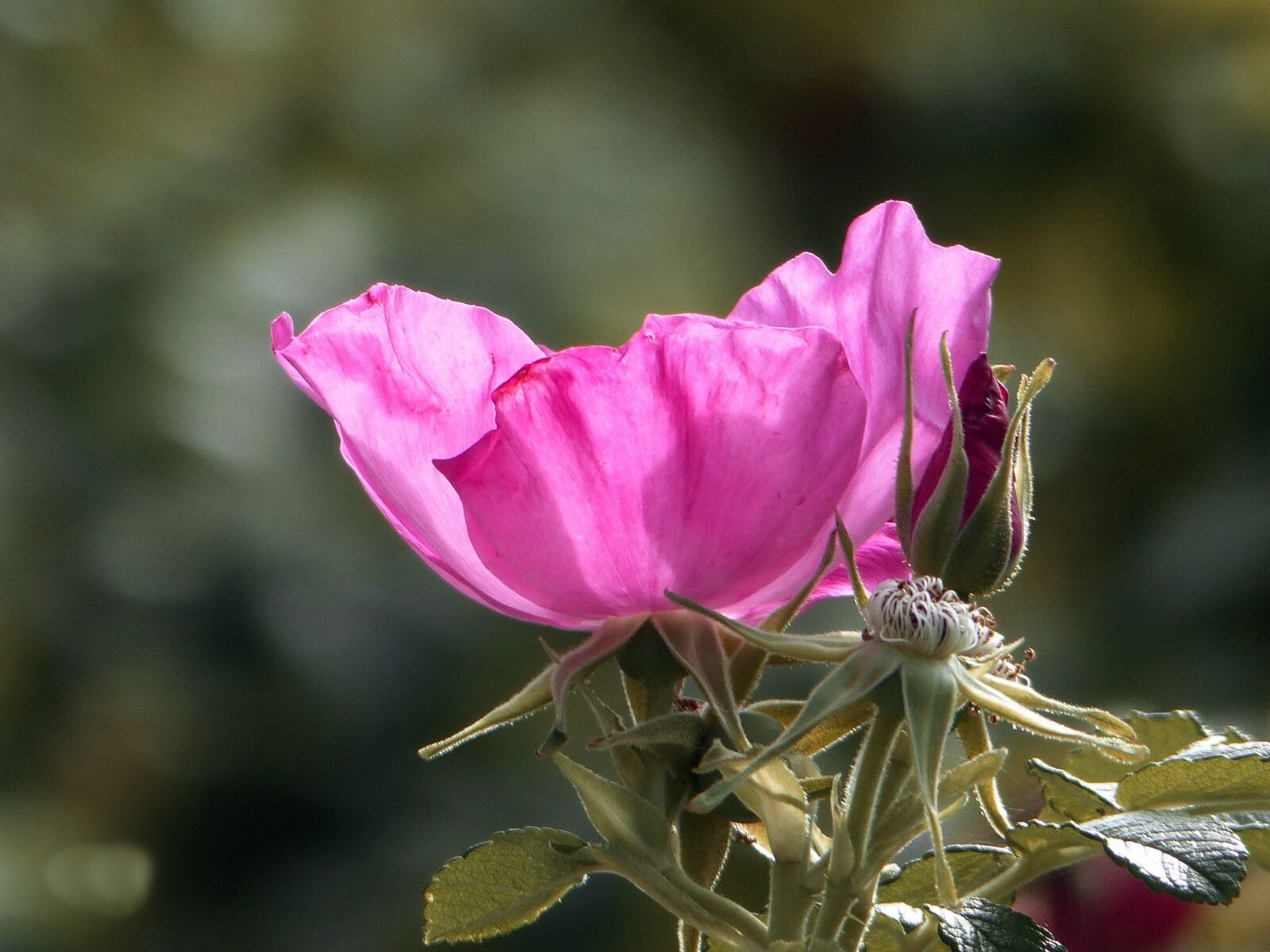 Panasonic Lumix DMC-FZ200 sample photo. Wild rose, rose hip photography