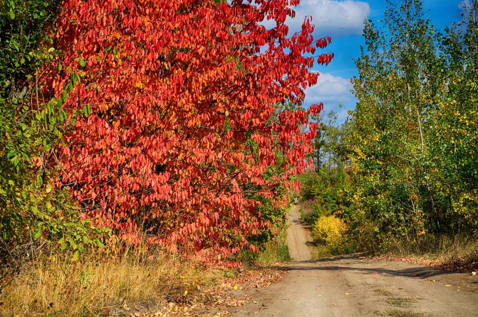 Nikon D5100 sample photo. My, color, autumn photography