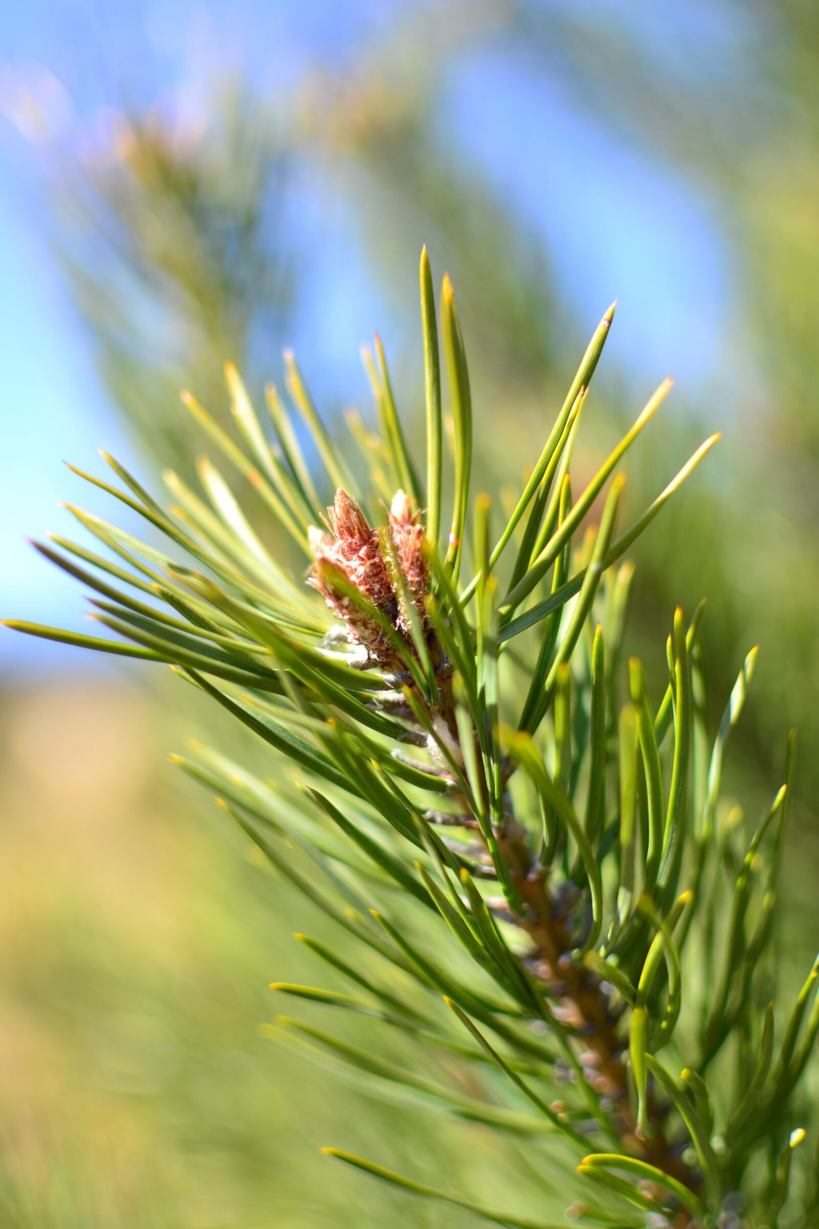 Nikon D3100 sample photo. Pine, sprig, blossoming photography