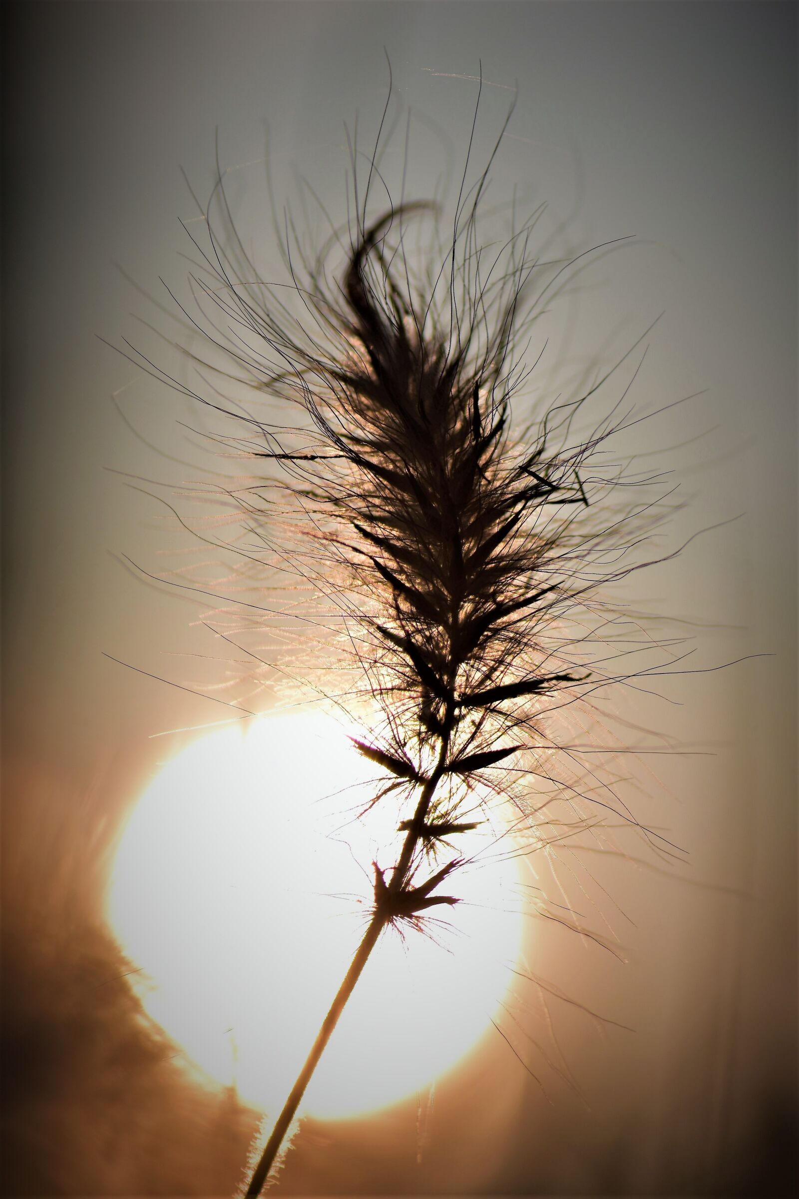 Nikon D5500 sample photo. Grasses, blade of grass photography