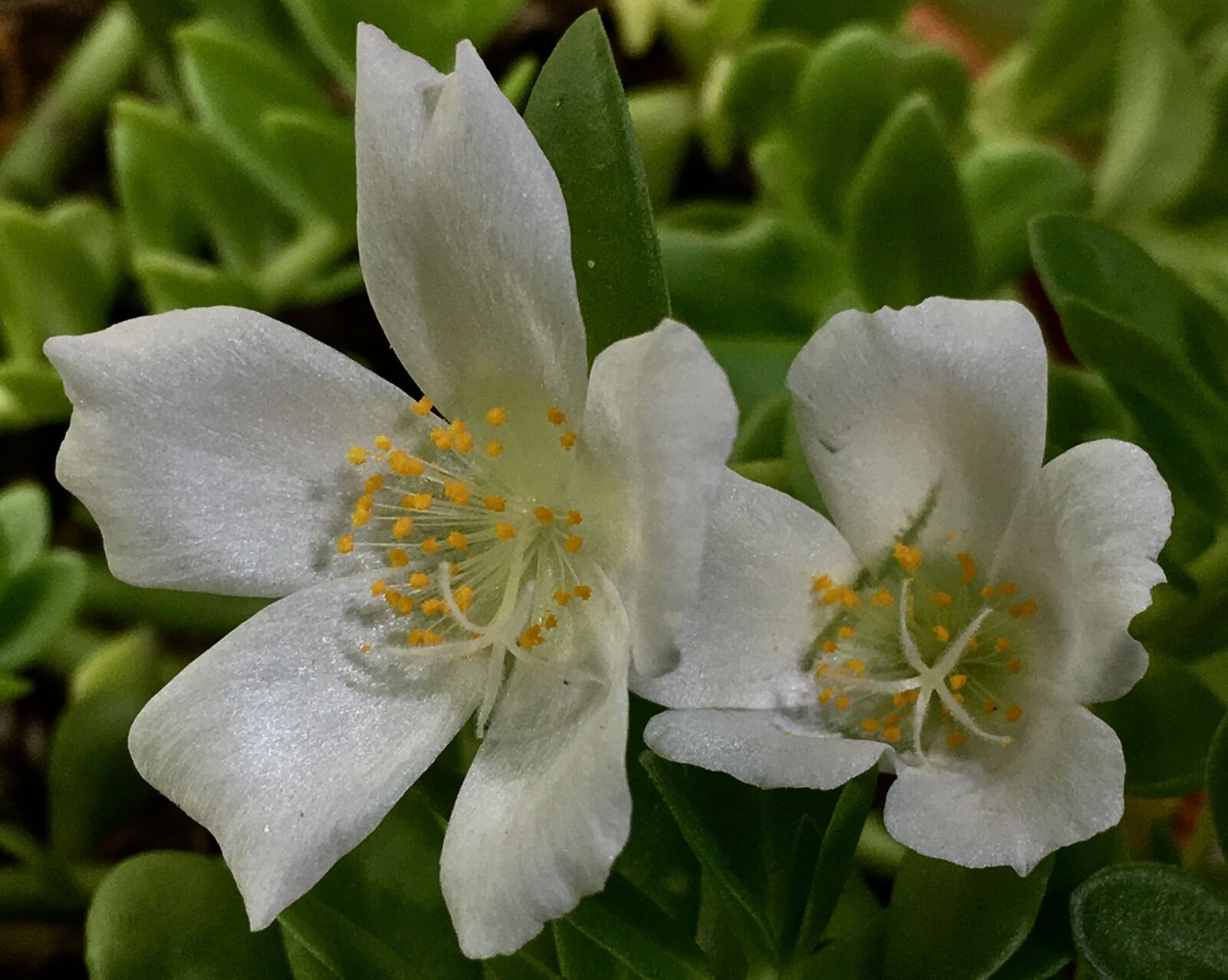 Apple iPhone 6s Plus sample photo. White flowers, petals white photography