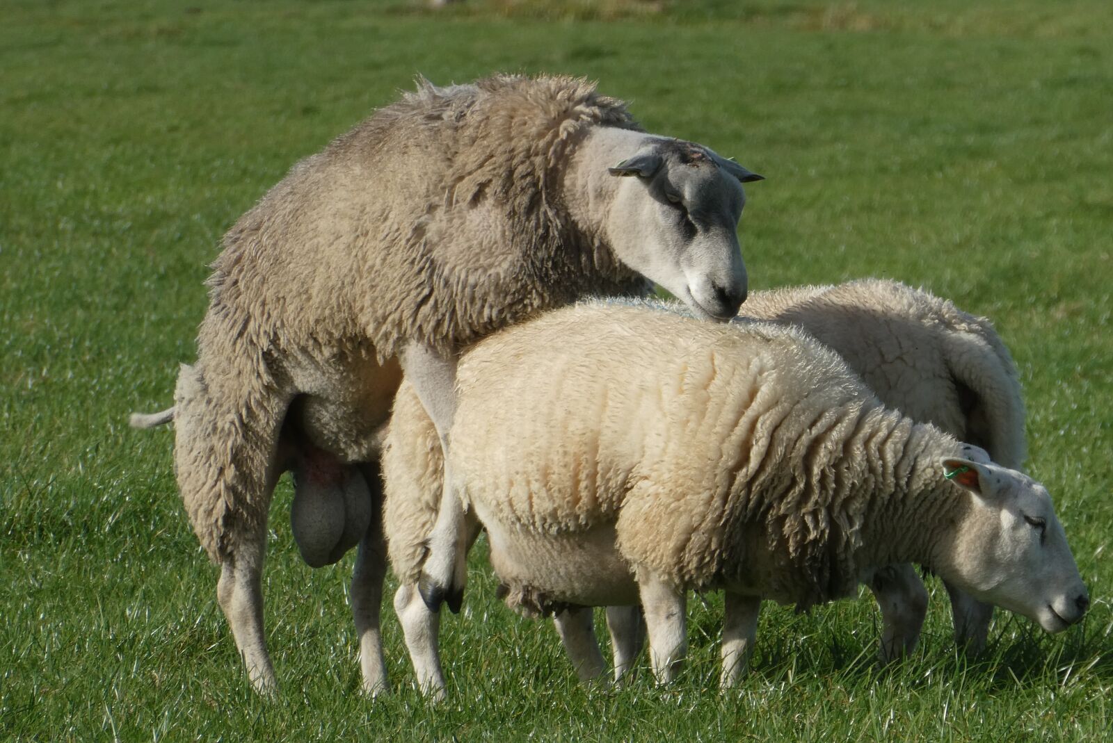 Panasonic Lumix DC-ZS70 (Lumix DC-TZ90) sample photo. Sheep, whey, mating photography
