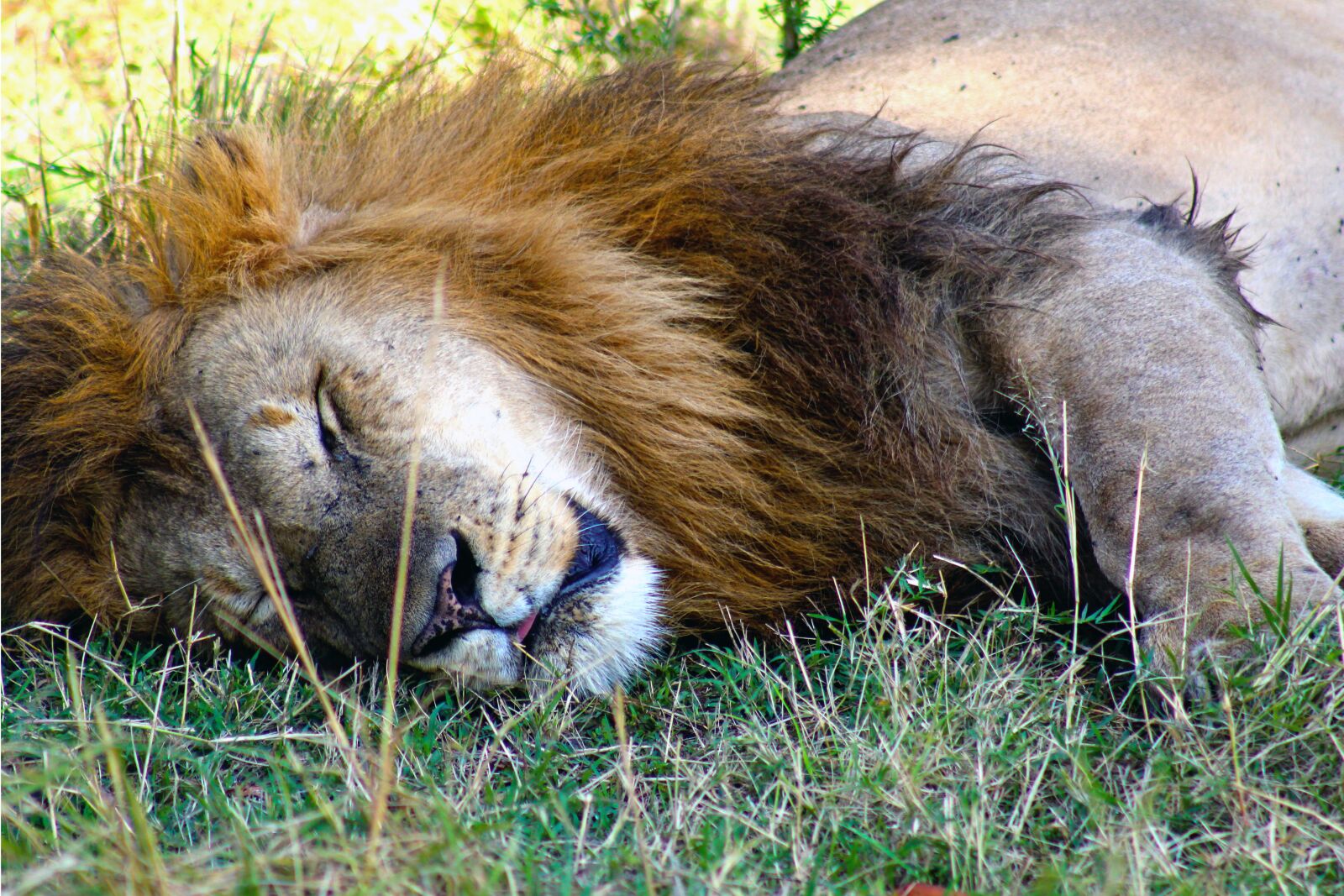 Canon EF75-300mm f/4-5.6 sample photo. Leon, africa, animals photography