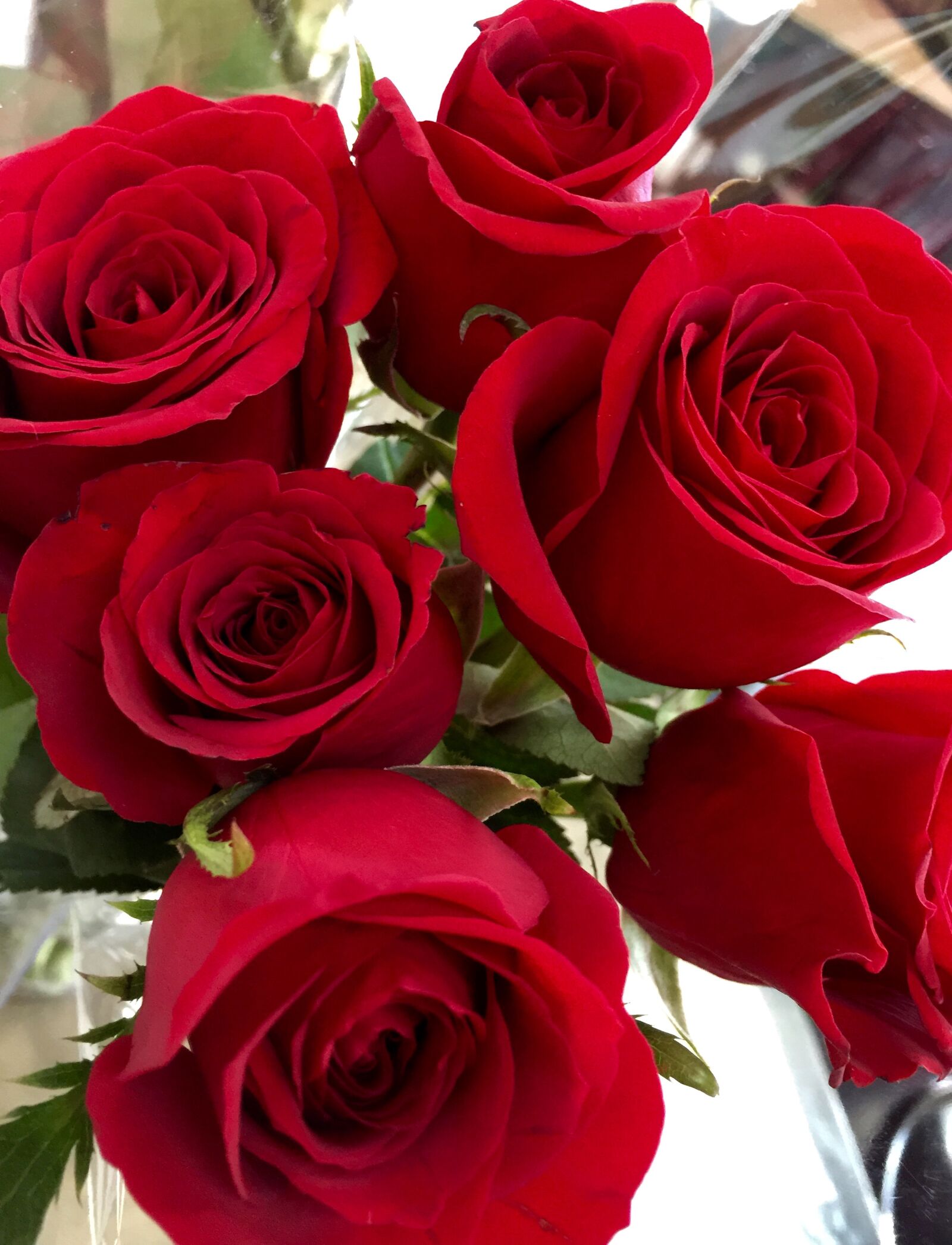 iPhone 6 Plus back camera 4.15mm f/2.2 sample photo. Flowers, love, nature, red photography