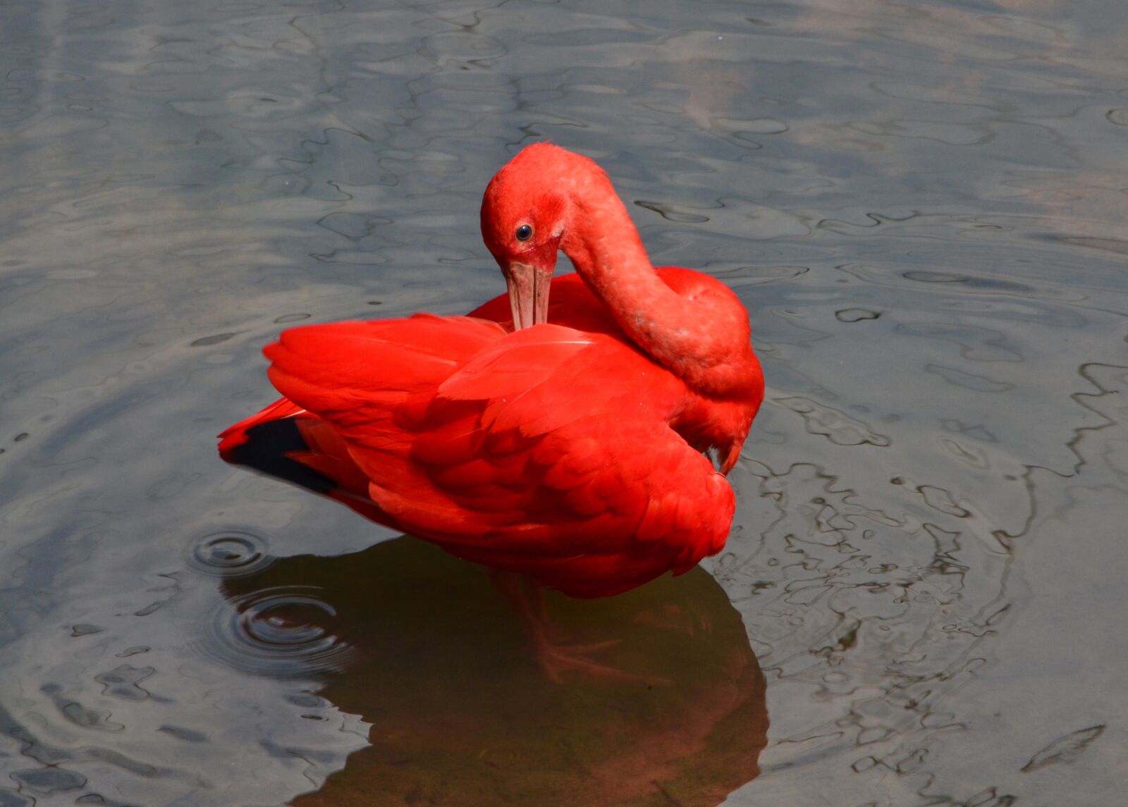 Nikon D5100 sample photo. Red, bird, flamingo photography