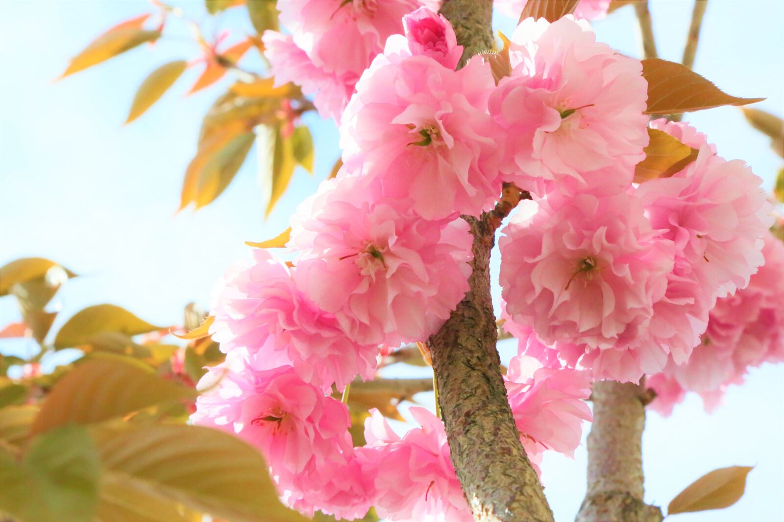 Canon EF 24-105mm F4L IS USM sample photo. Flowers, spring, tree photography