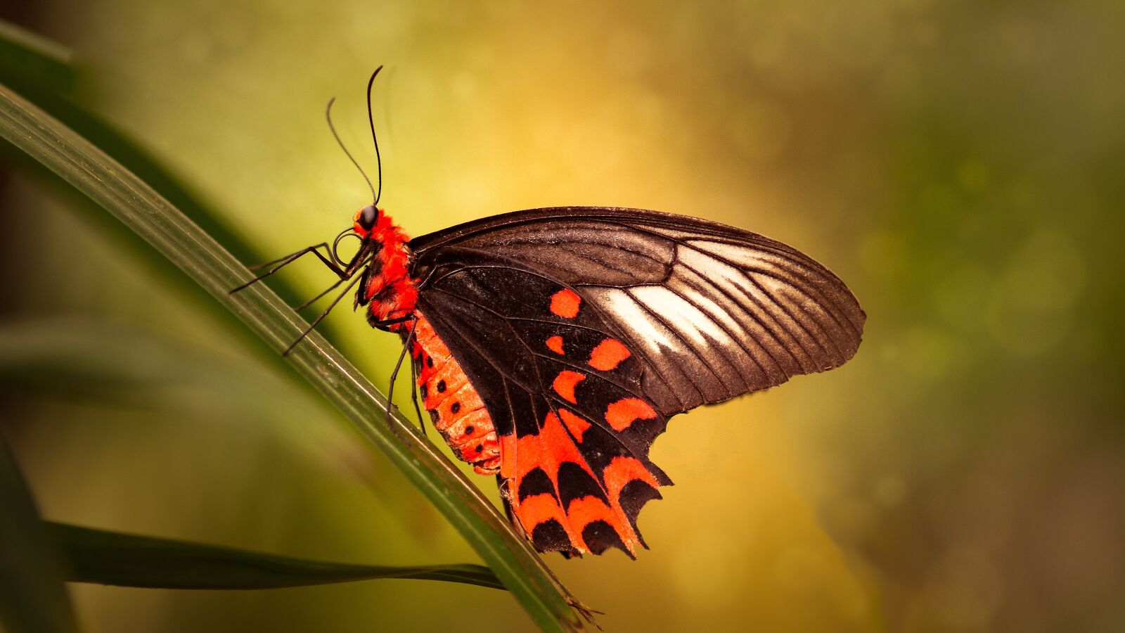 Sony SLT-A58 sample photo. Butterflies, bug, nature photography