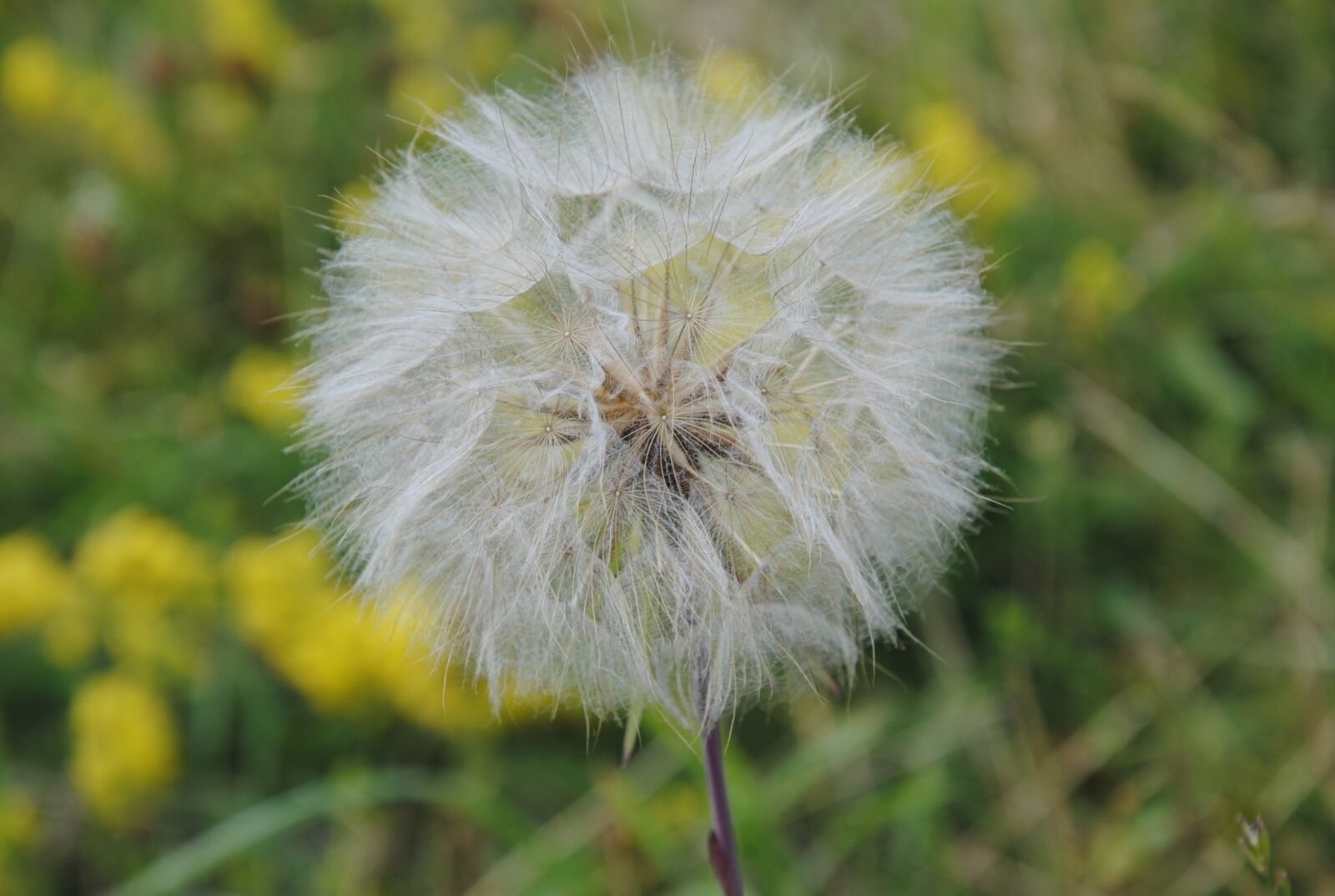 Nikon D3000 sample photo. Dandelion, nature, plant photography