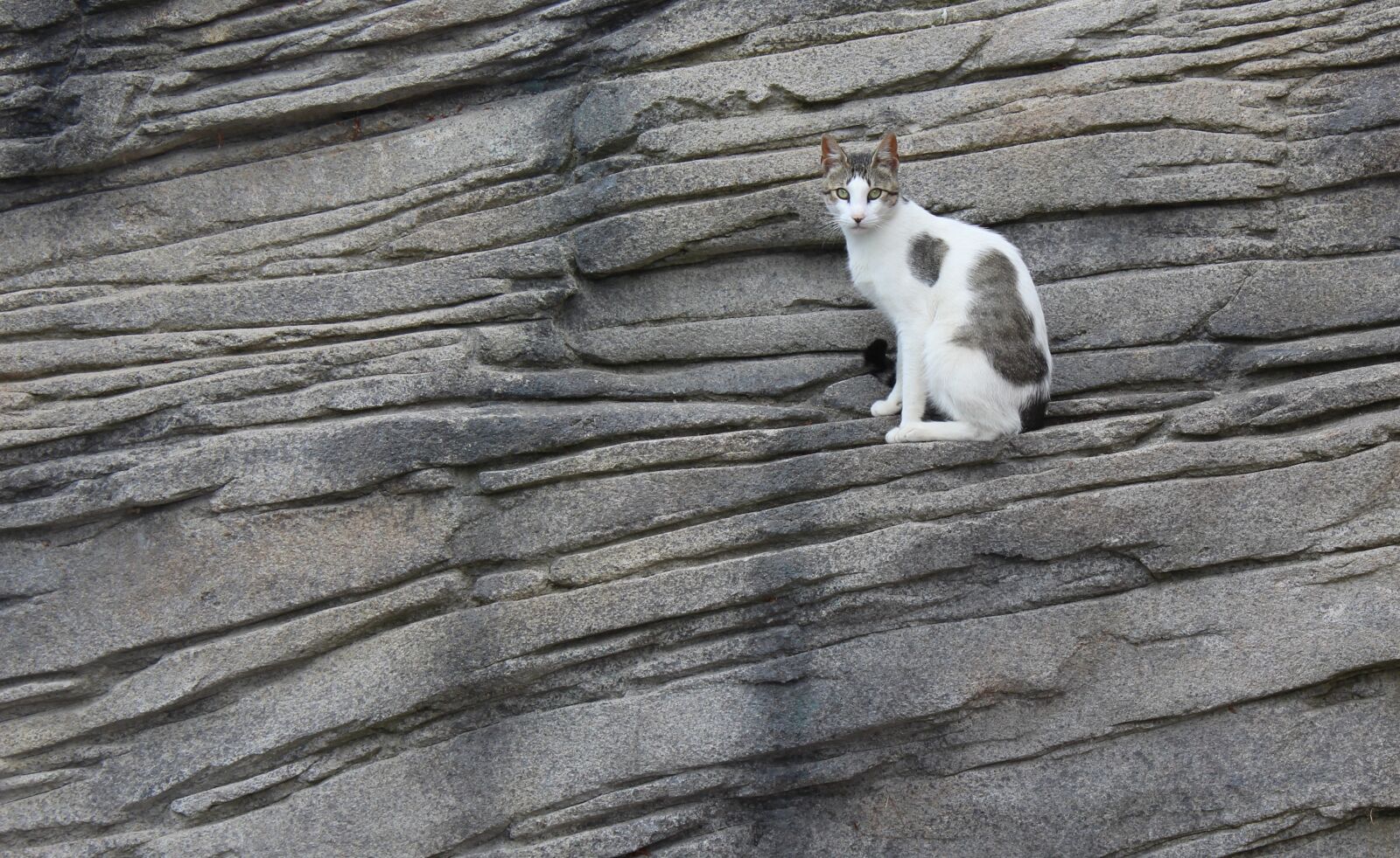 Canon EOS 1200D (EOS Rebel T5 / EOS Kiss X70 / EOS Hi) sample photo. Cat, rock, animal photography