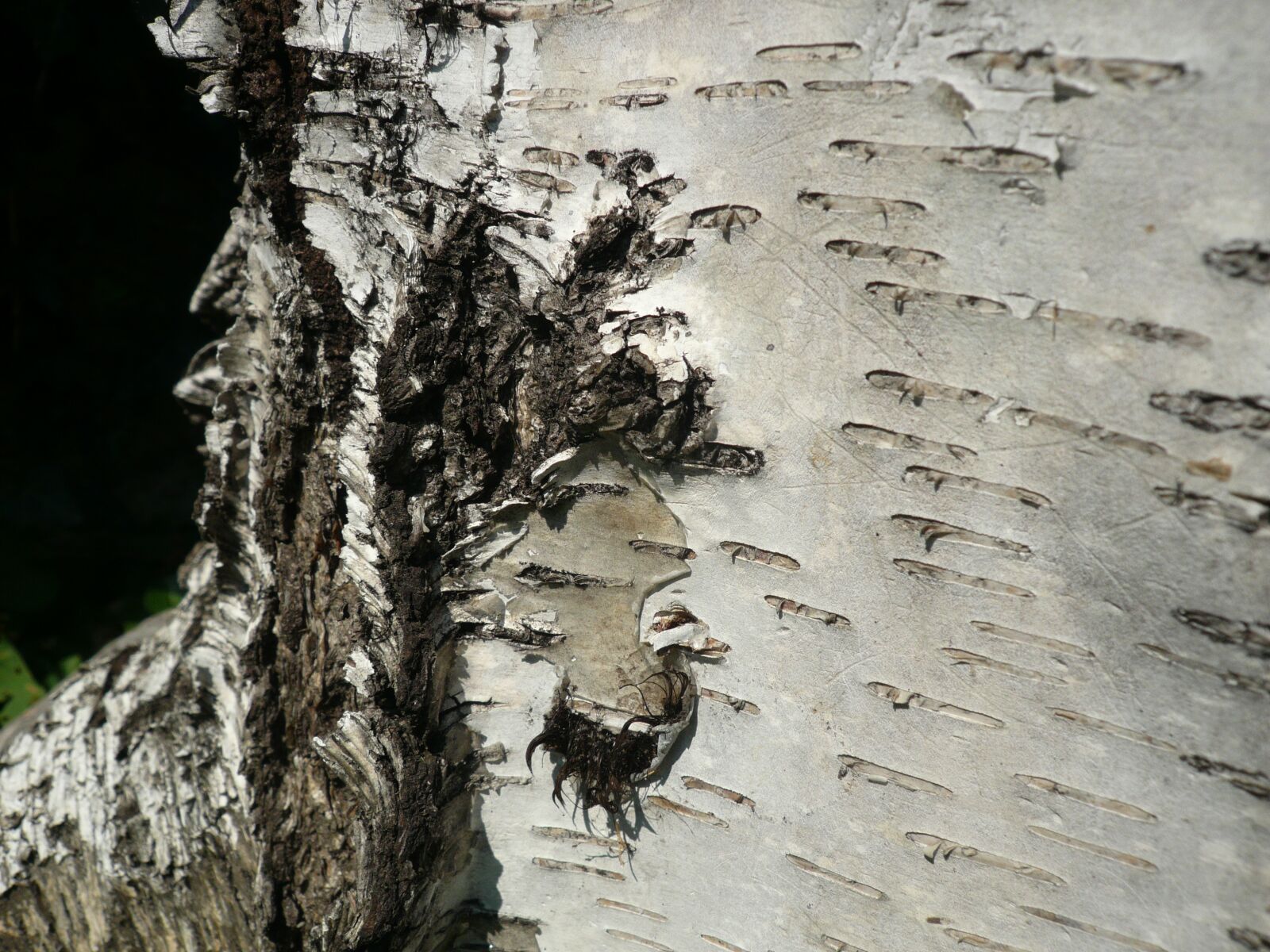 Panasonic DMC-FX100 sample photo. Nature, bark, tree photography