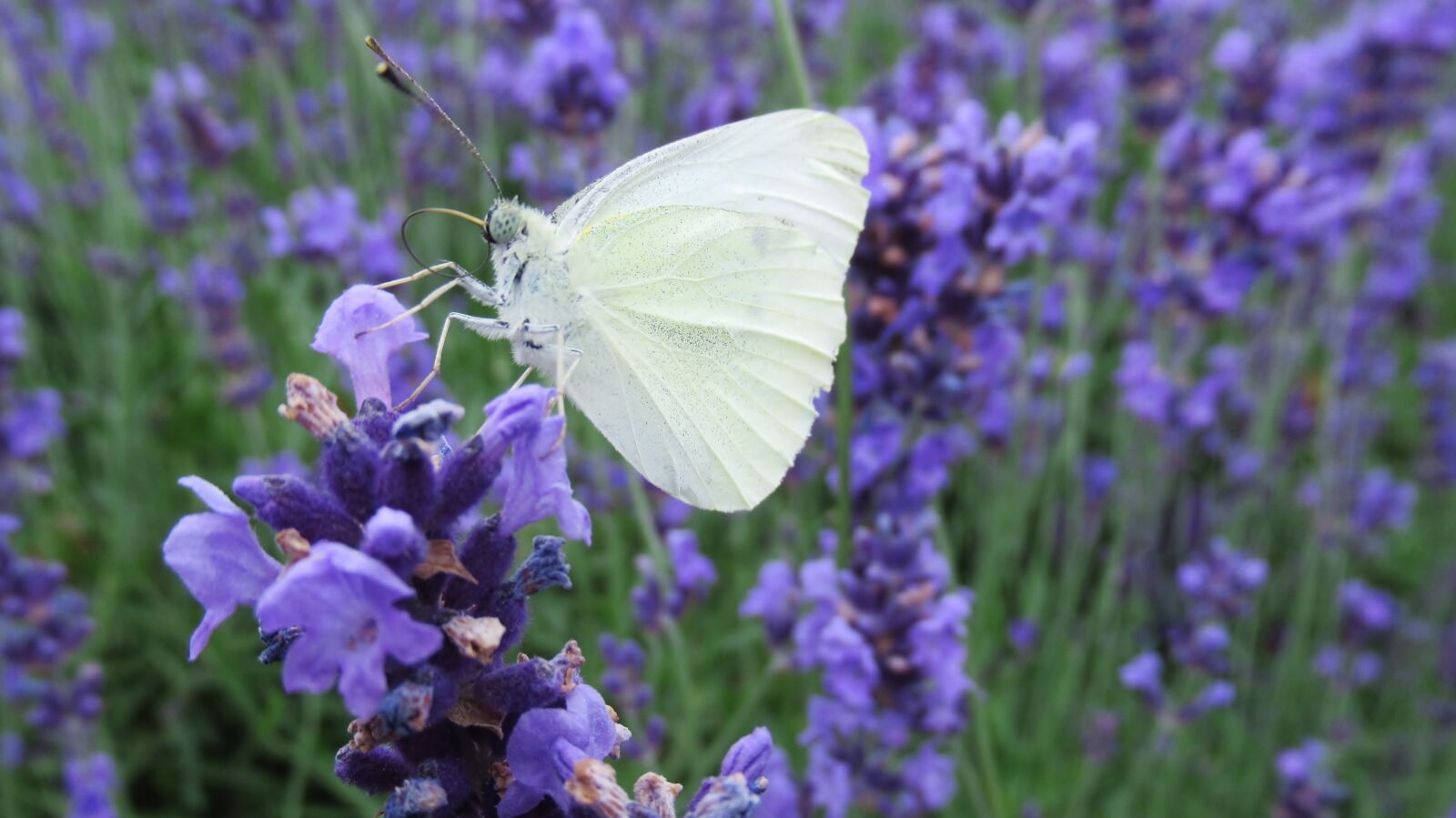 Canon PowerShot SX620 HS sample photo. Butterfly, white butterfly, lavender photography