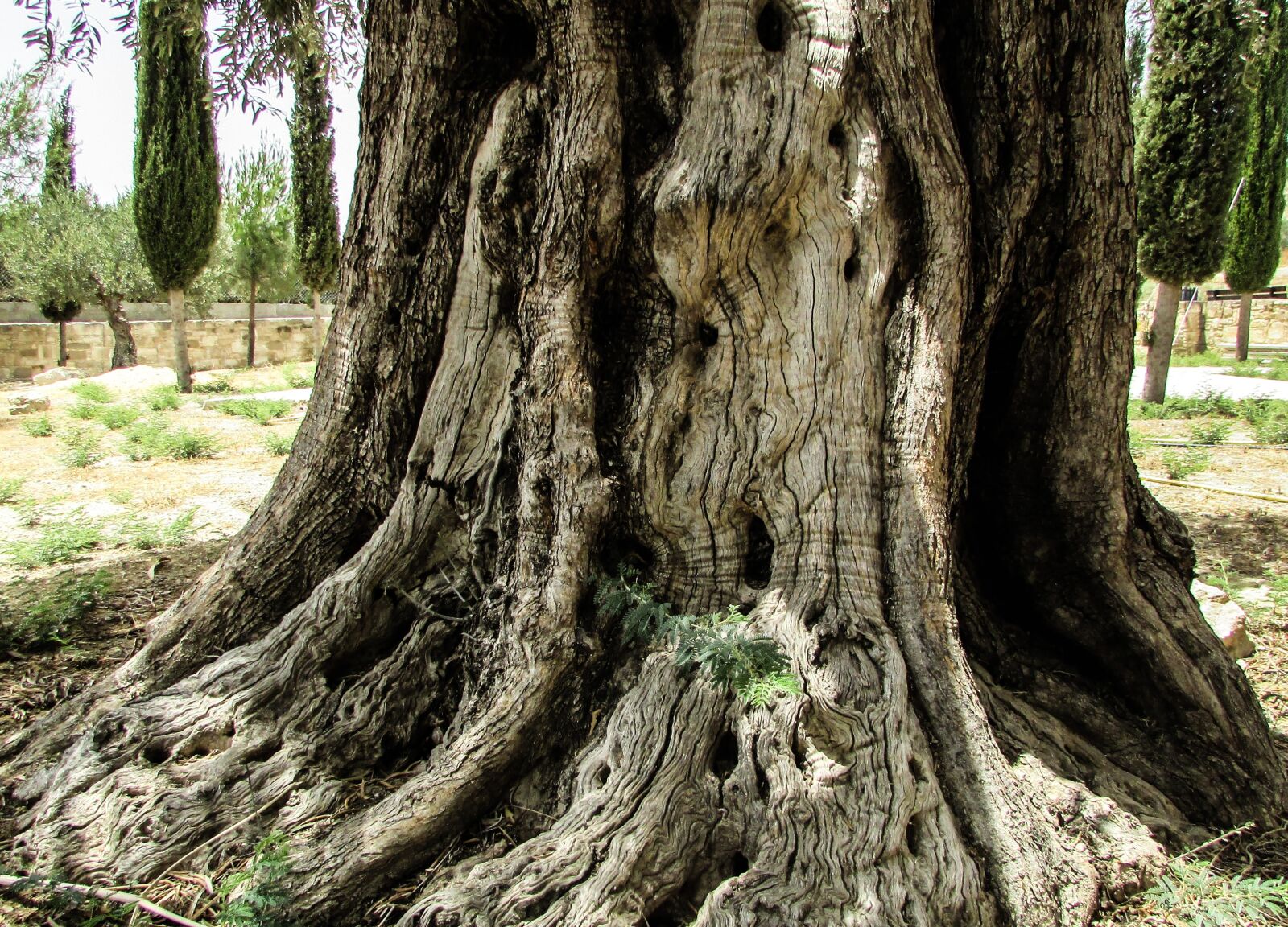 Canon PowerShot SX400 IS sample photo. Stump, olive, tree photography