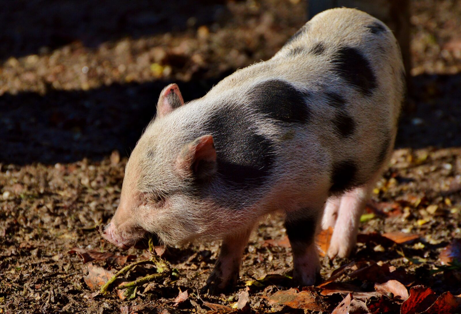Nikon D3200 sample photo. Pot bellied pig, pig photography