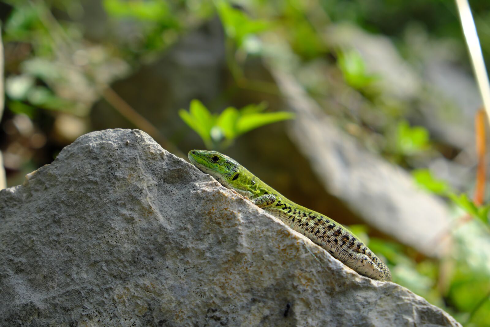 Fujifilm X-T2 sample photo. Lizard, stone, reptile photography