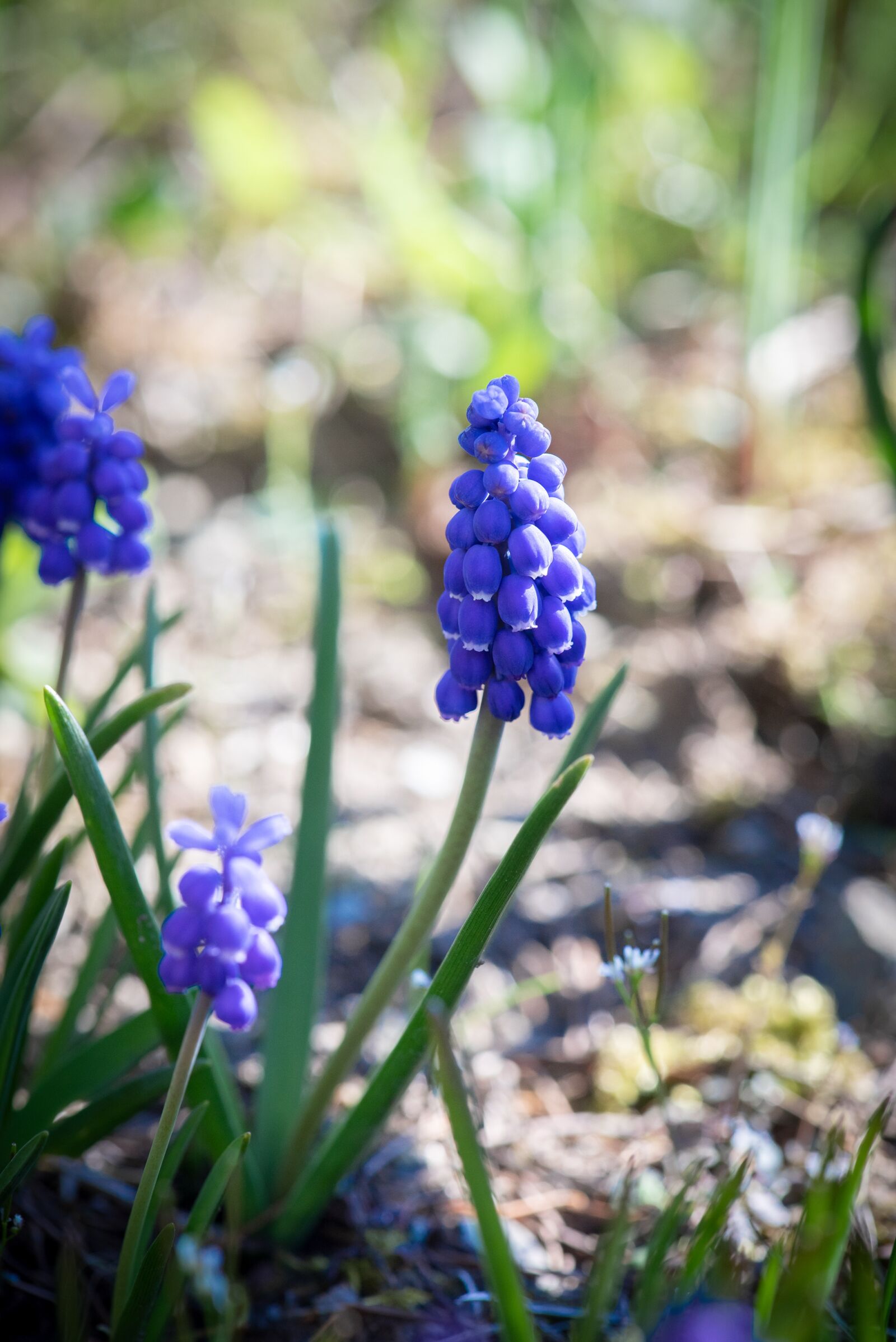 Nikon D750 sample photo. Hyacinth, blue, flower photography