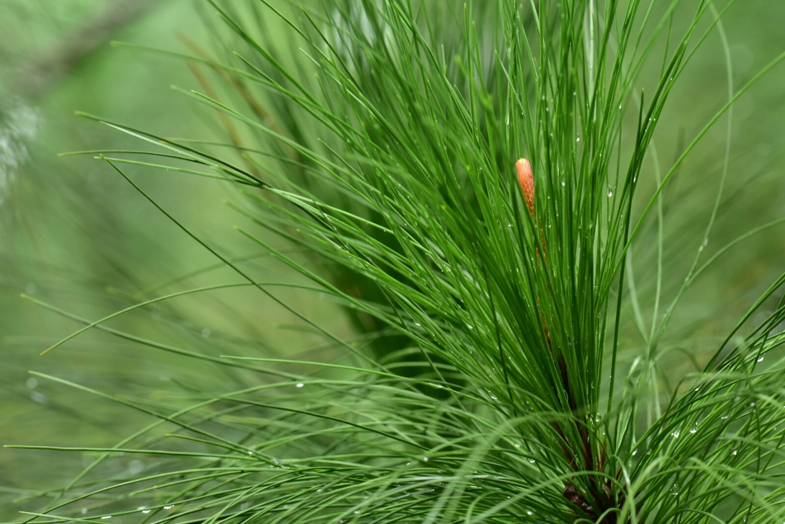 Nikon D3400 sample photo. Pine, pinus, foliage photography