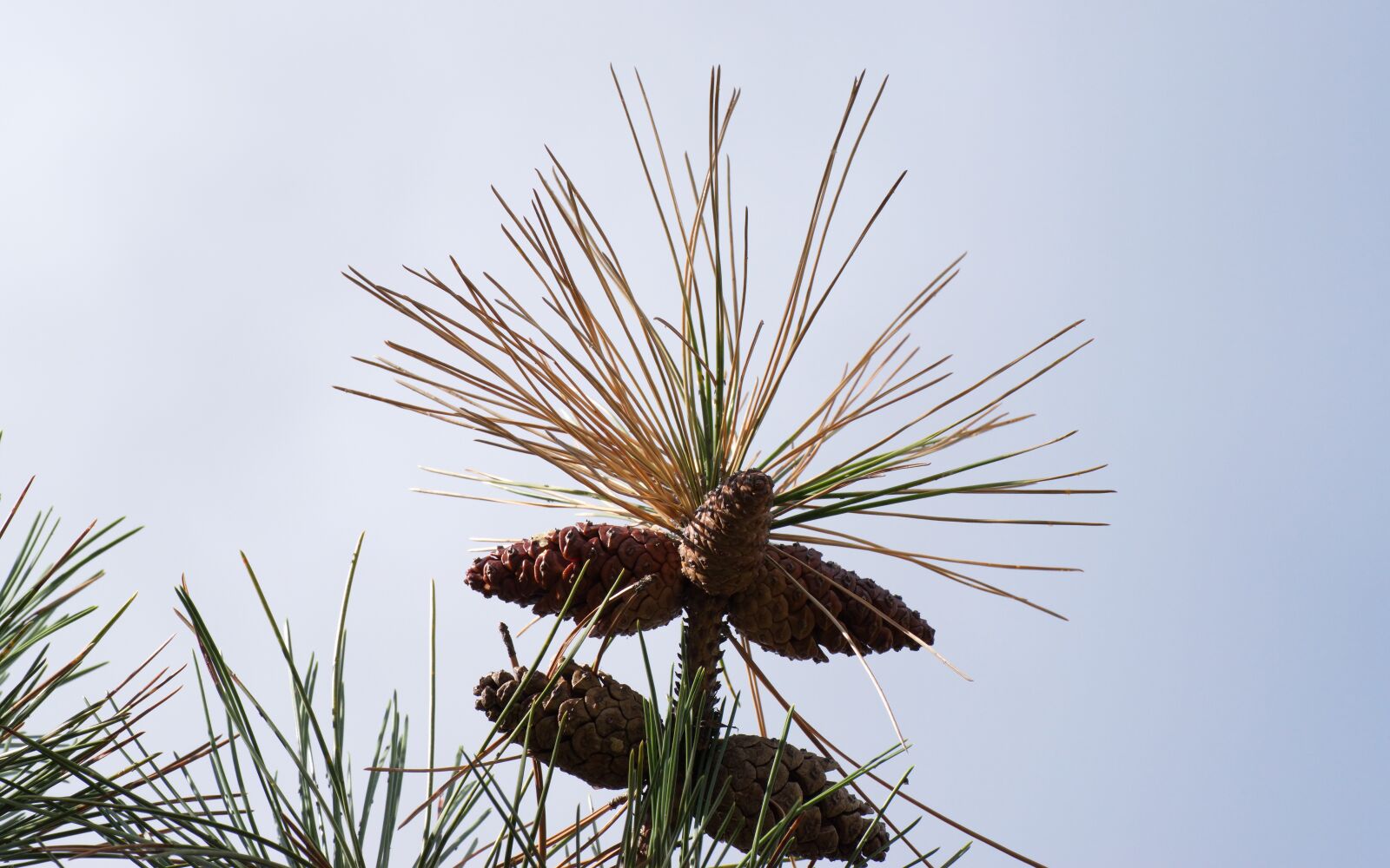 Nikon D5300 sample photo. Cones, leaves, twig photography